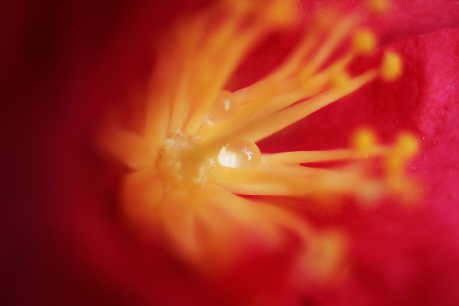 003:マクロの名門がおくる最新作『 TAMRON SP AF60mmF2 Di II MACRO 』