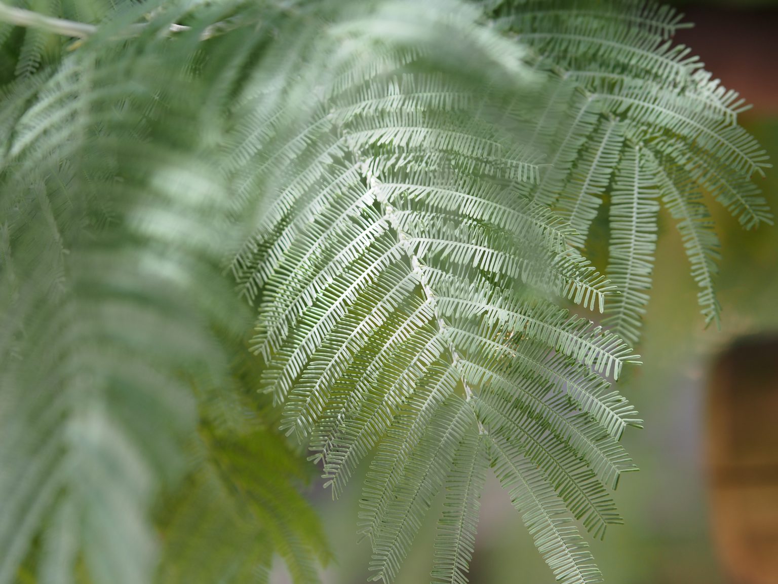 071:高い描写力を持つプレミアム望遠レンズ『 OLYMPUS M.ZUIKO ED 75mm F1.8 』