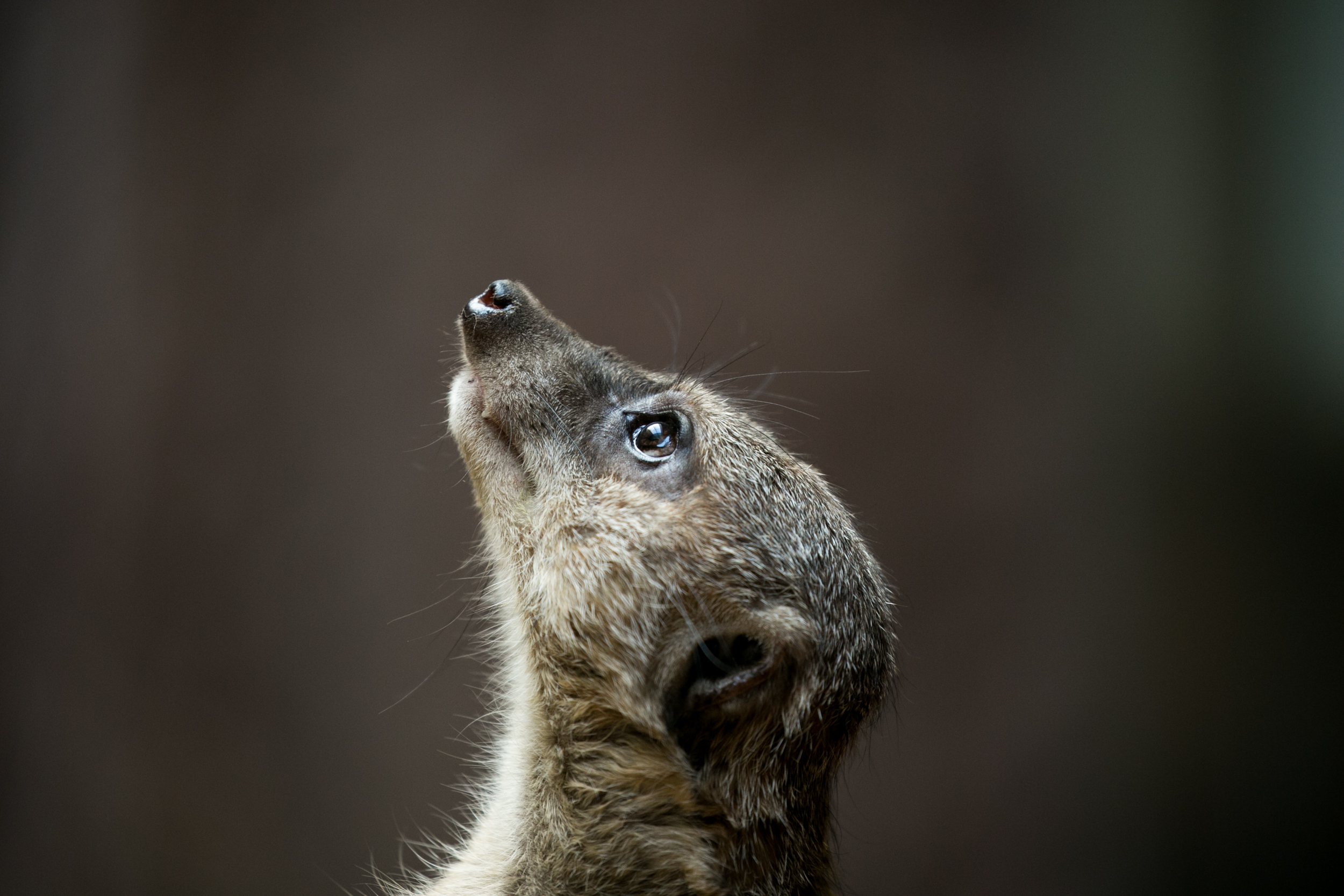 Canon - Canon EF100-400mm F4.5-5.6L IS II USM 作例 Canon/キヤノンEF100-400mm F4.5-5.6L IS II USMの作例と
