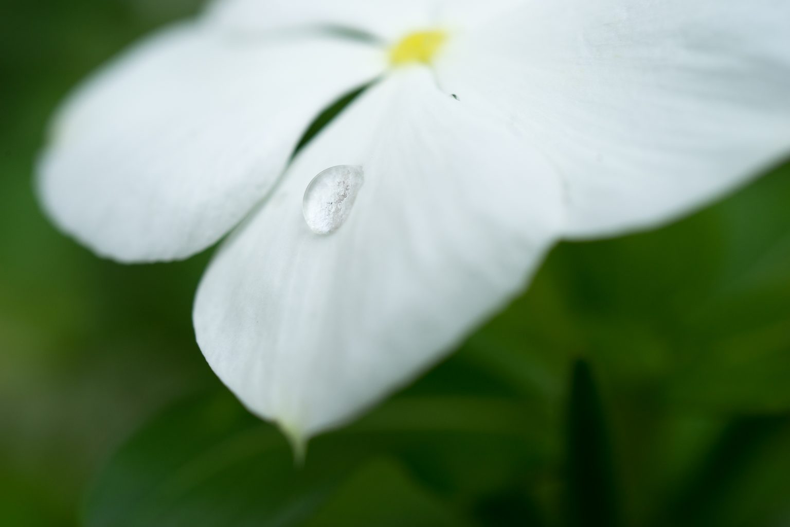 377:マクロ撮影をより身近に『 SONY FE 50mm F2.8 Macro 』