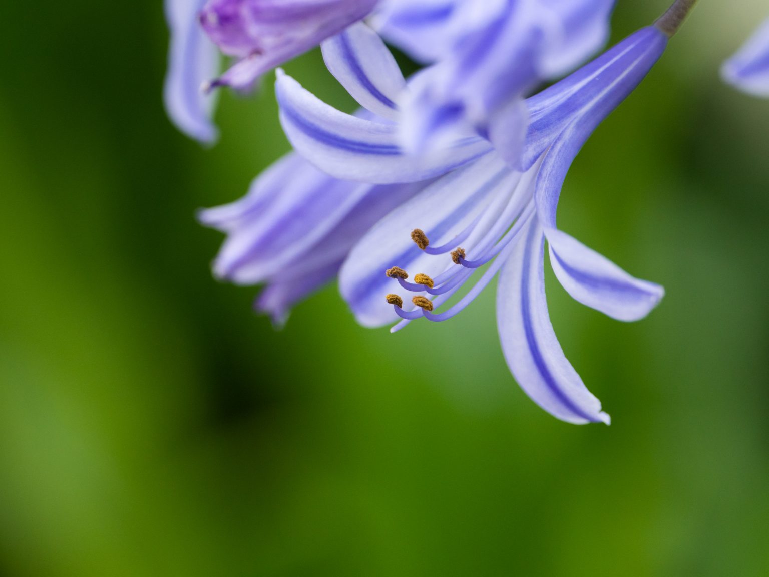 482:片手で撮れる夢の超望遠『 Panasonic LEICA DG VARIO-ELMARIT 50-200mm F2.8-4.0 ASPH. POWER O.I.S. 』