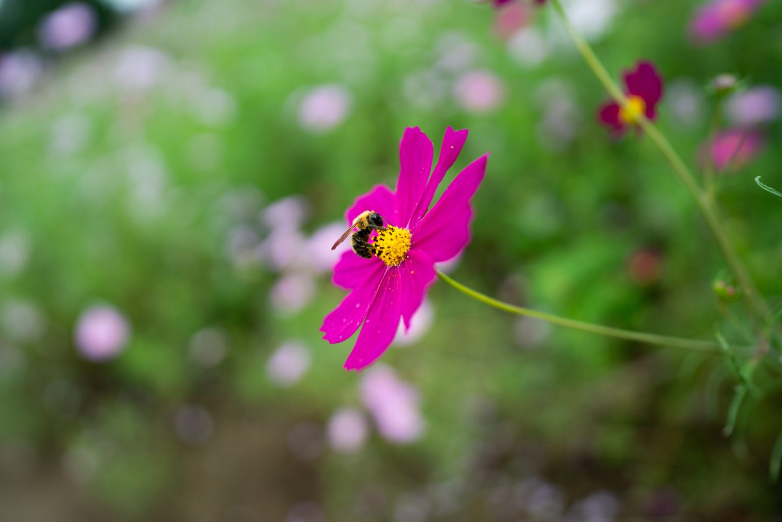 497:広角レンズの概念を覆す1本『 SONY FE 24mm F1.4 GM 』