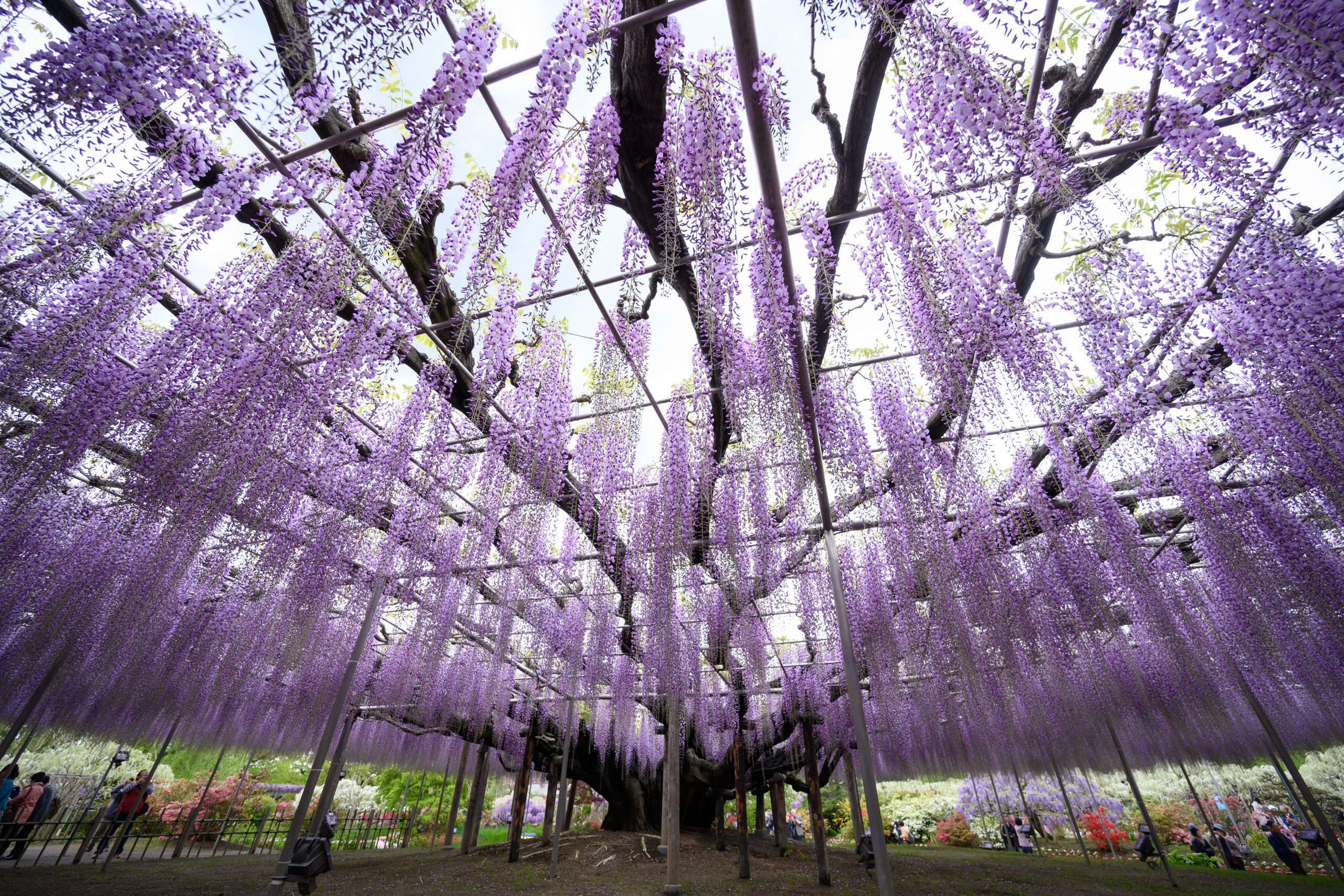 写真はめ込み　花柄デザインの金属製リング 写真はめ込み 花柄デザインの金属製リング