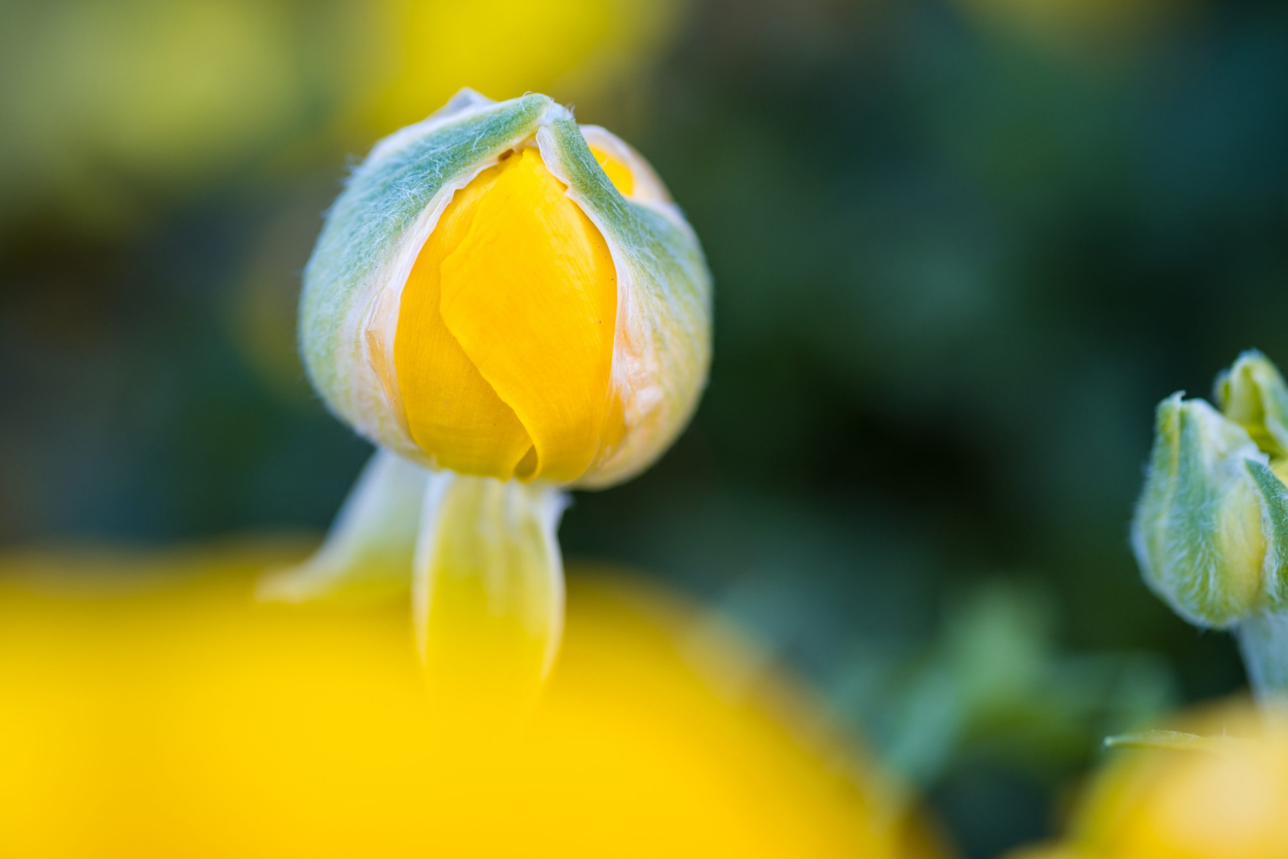 ★フジノン マクロレンズ XF60mmF2.4 R Macro