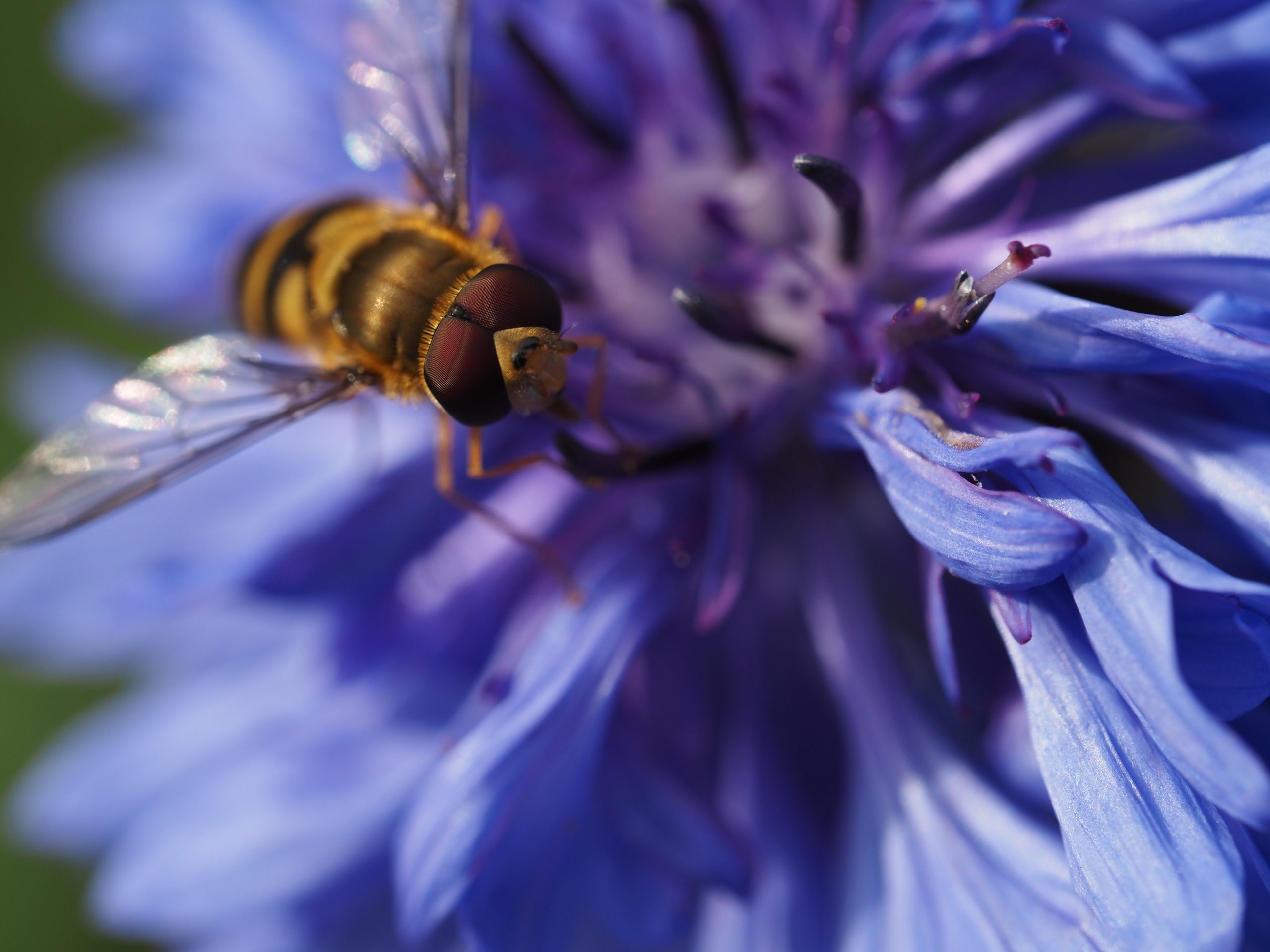 M.ZUIKO DIGITAL ED 60mm F2.8 Macro（マクロ） - レンズ(単焦点)