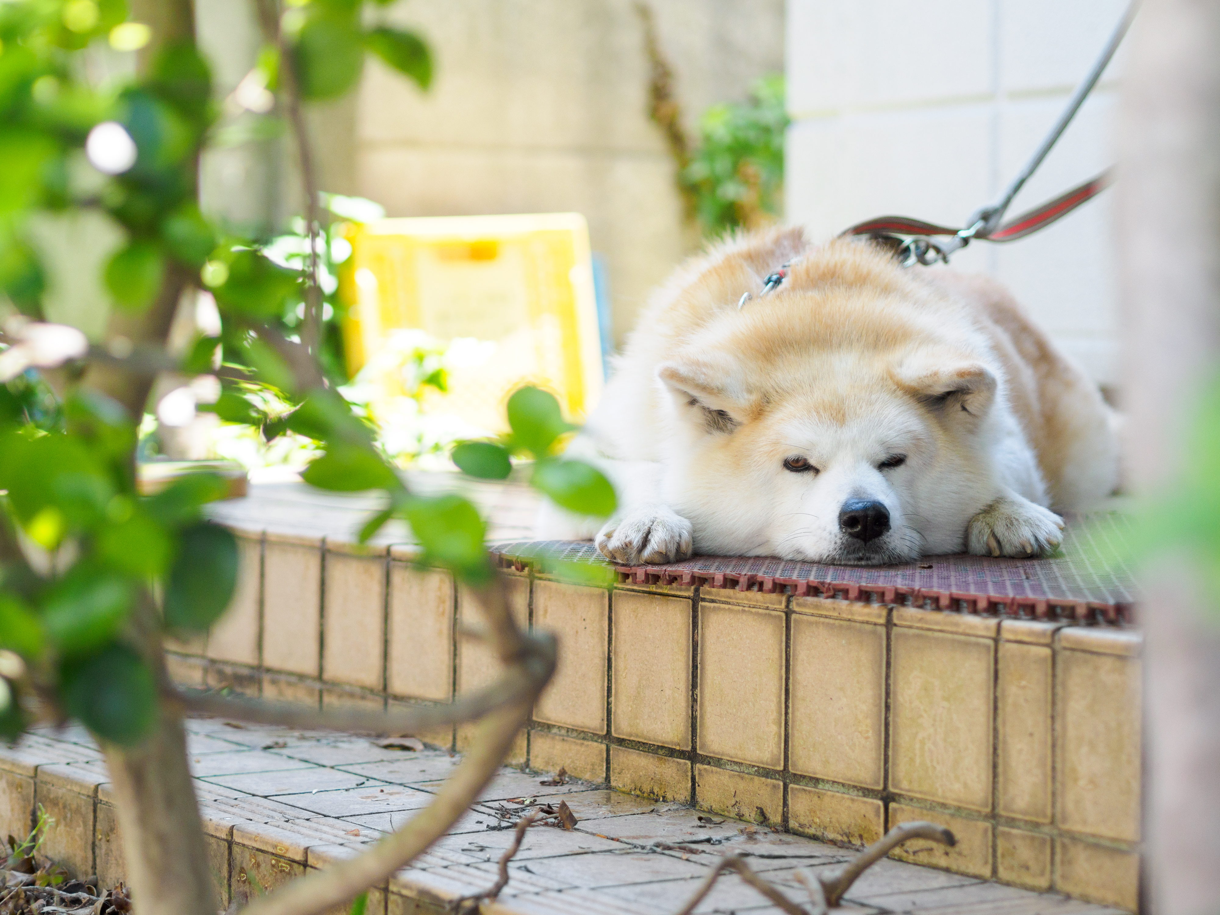 日々を色褪せない思い出へ : 『OLYMPUS M.ZUIKO DIGITAL 45mm F1.8』