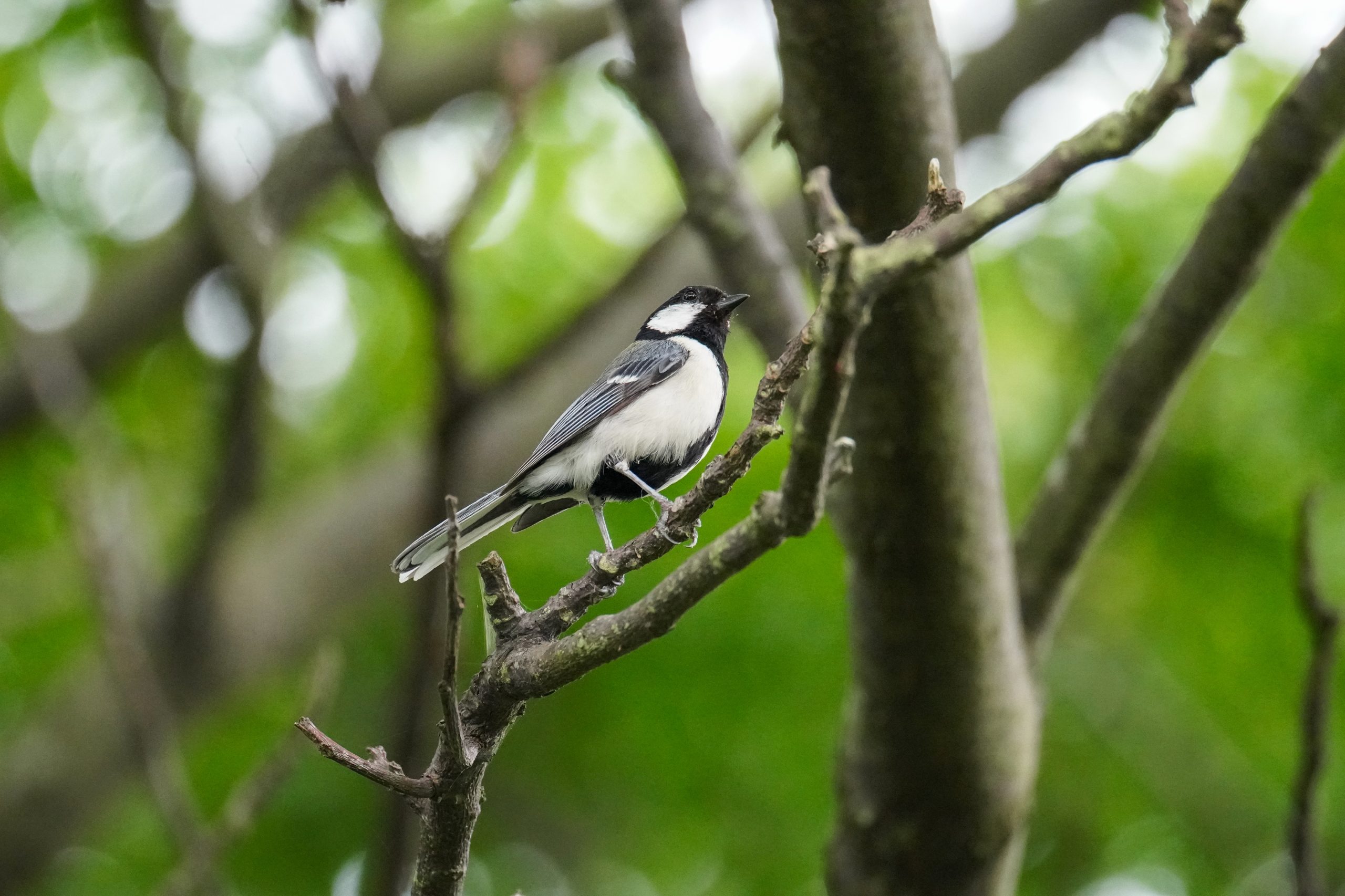 692:『TAMRON 150-500mm F5-6.7 DiIII VC VXD』