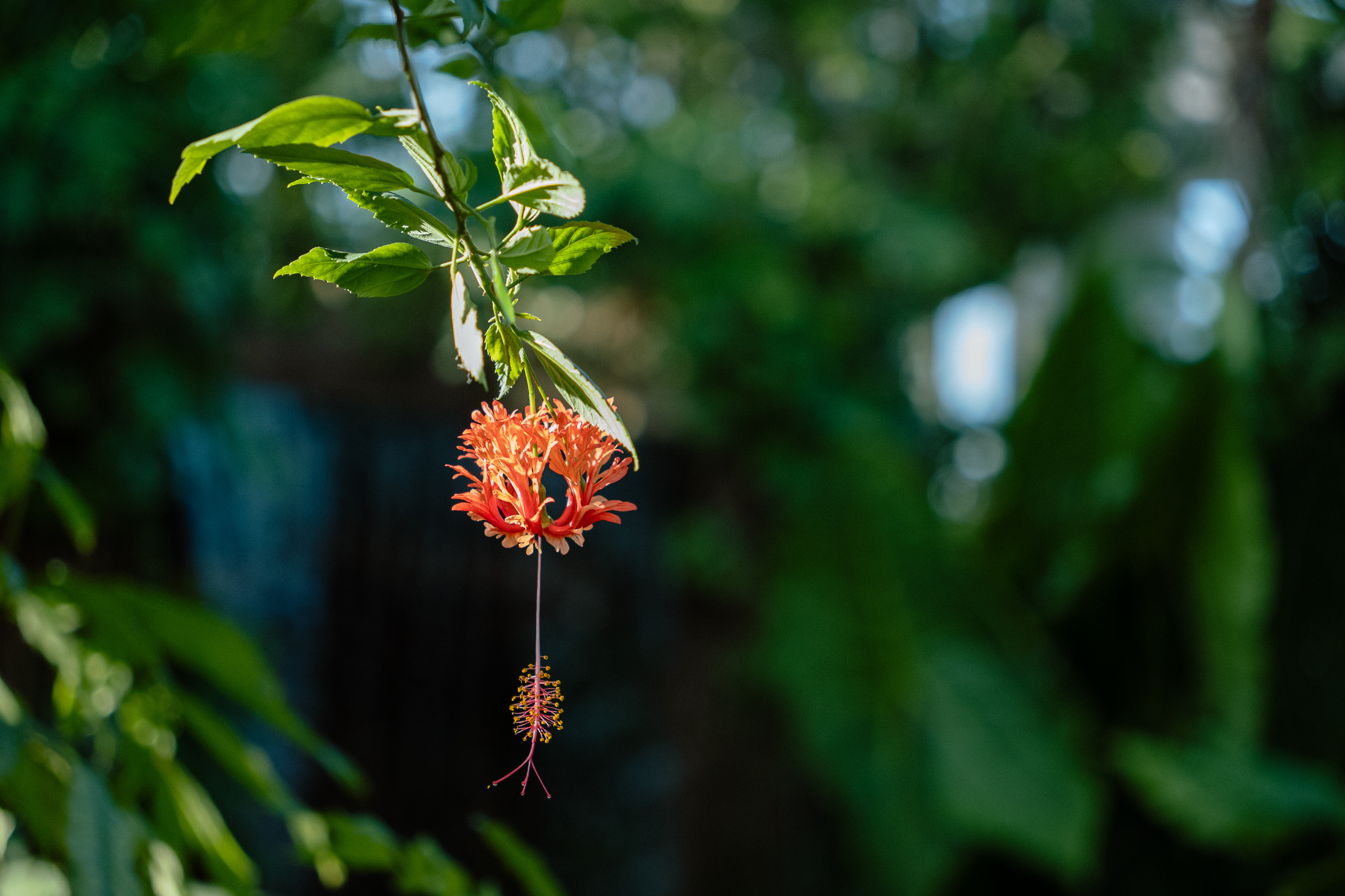 SIGMA 18-50mm F2.8 DC DN LマウントF28 - レンズ(ズーム)