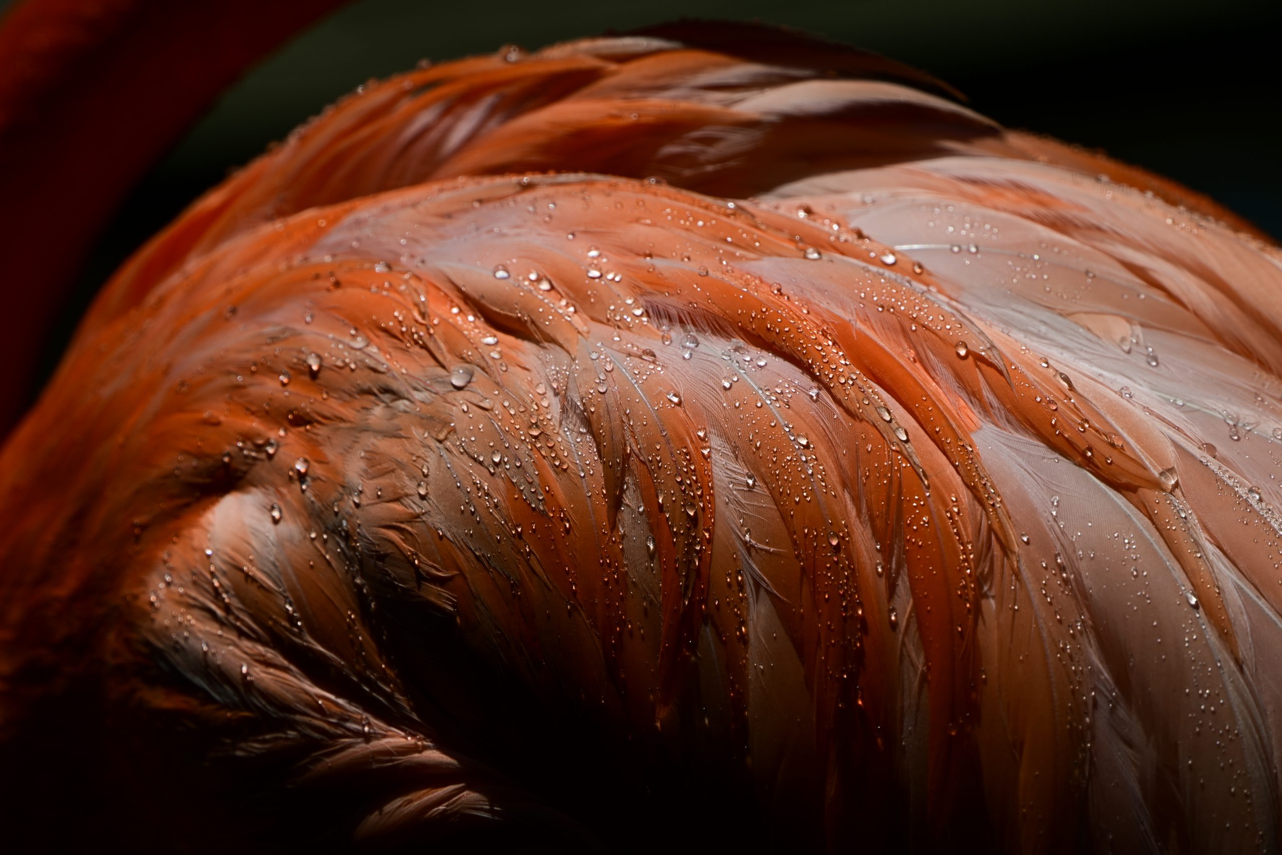 871: 魅力に溢れる小型望遠ズーム『Nikon NIKKOR Z 70-180mm F2