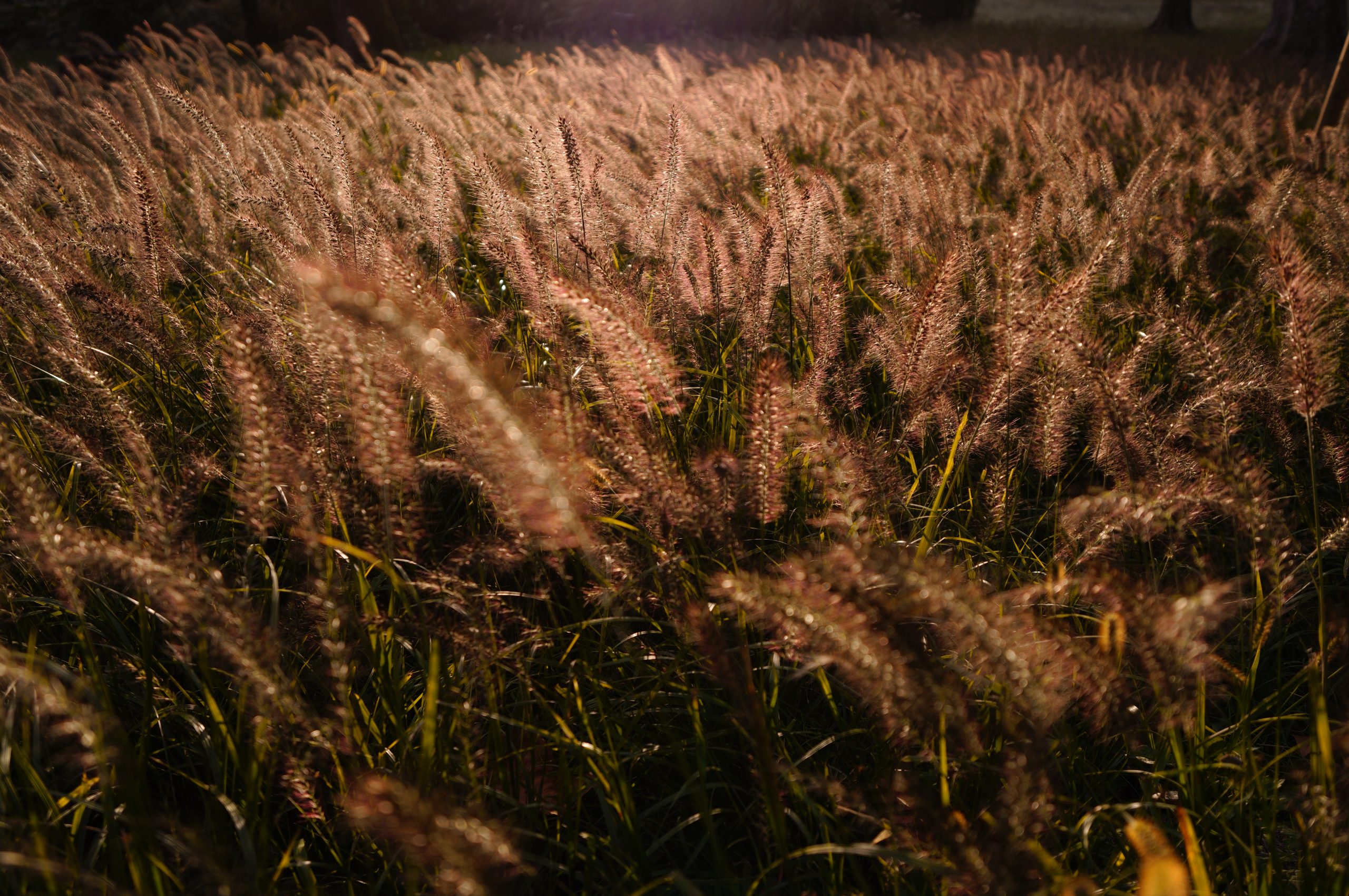 897: 日常も非日常も『SIGMA Contemporary 10-18mm F2.8 DC DN L