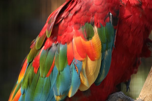 997:拡がる選択肢『SIGMA Contemporary 16-300mm F3.5-6.7 DC OS RF-Mount』