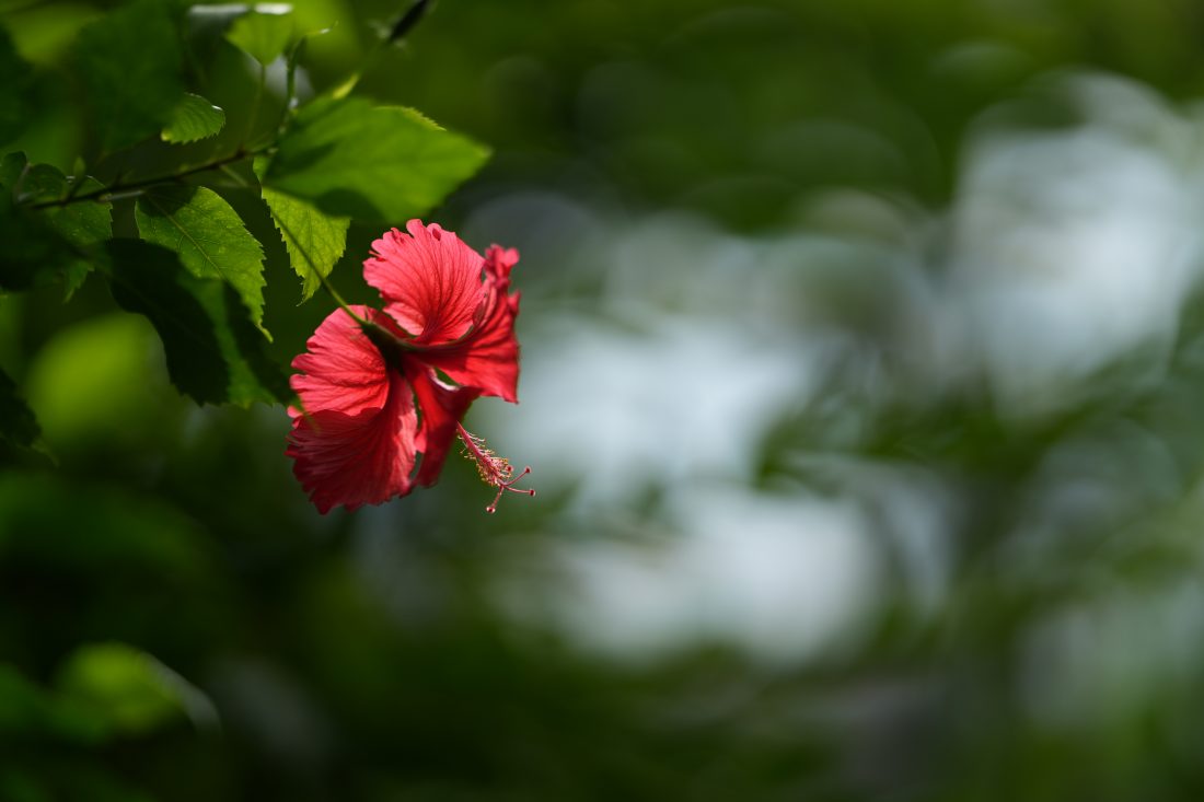 SIGMA Art 135mm F1.4 DG E-Mount