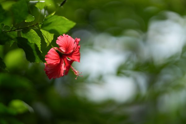 1021:新たな革新をもたらす『 SIGMA Art 135mm F1.4 DG E-Mount 』
