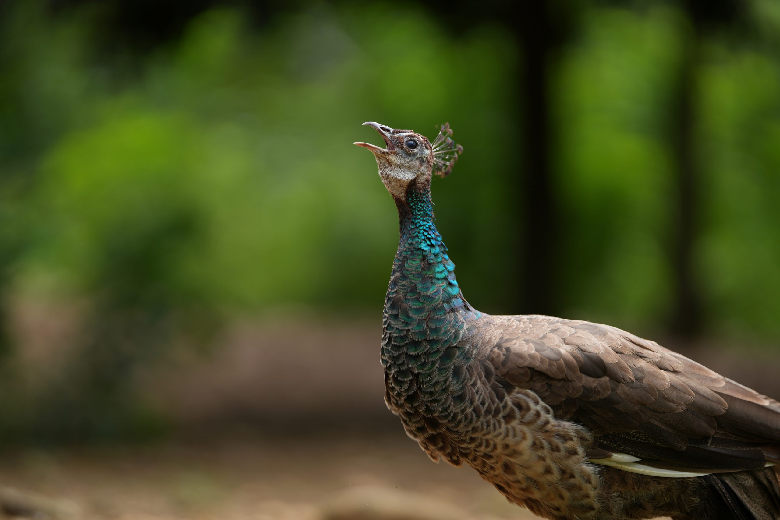 SIGMA Art 135mm F1.4 DG