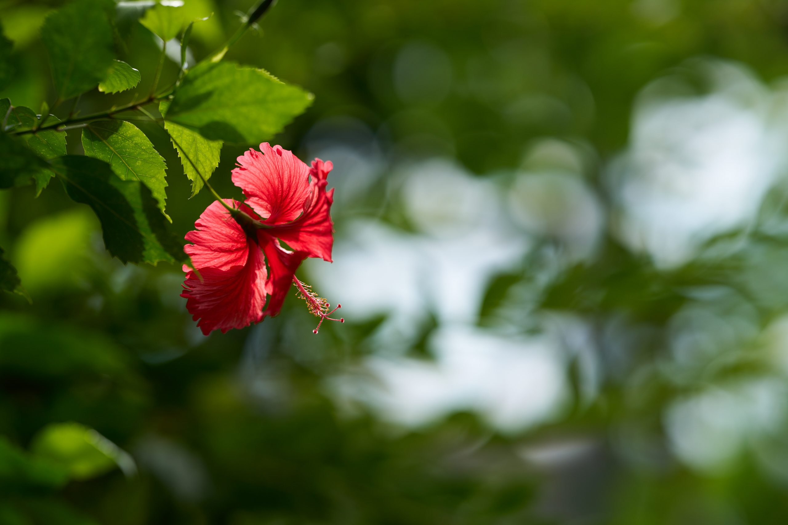 SIGMA Art 135mm F1.4 DG E-Mount