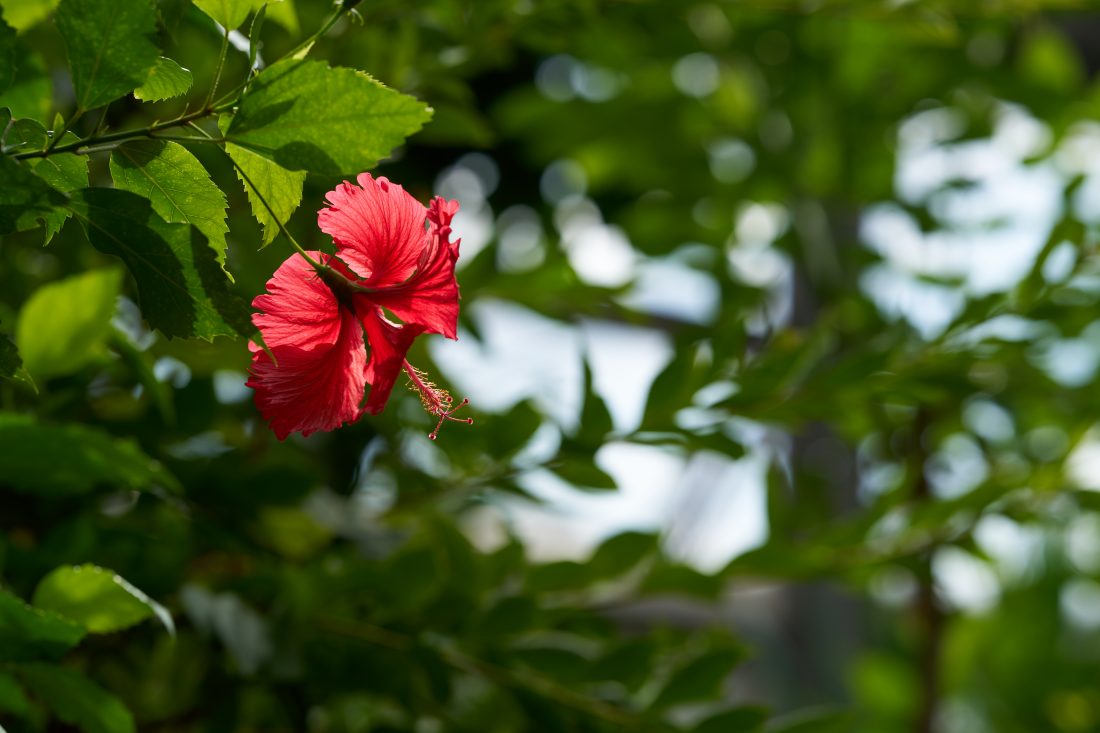 SIGMA Art 135mm F1.4 DG E-Mount