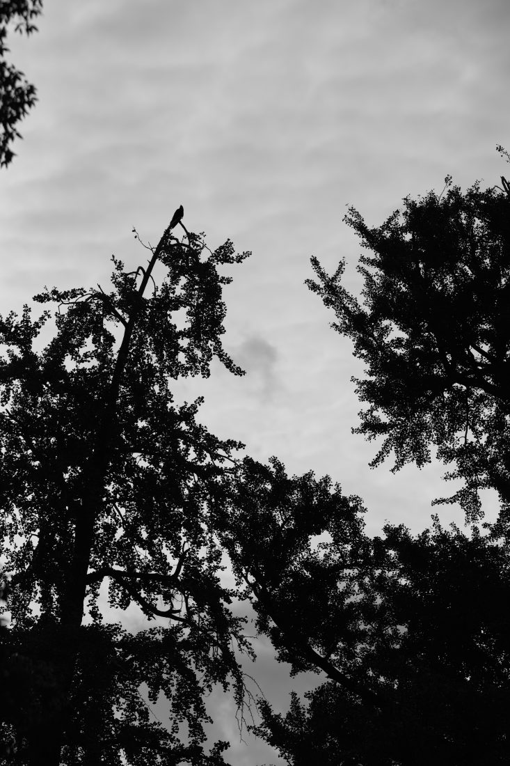 SIGMA Art 135mm F1.4 DG