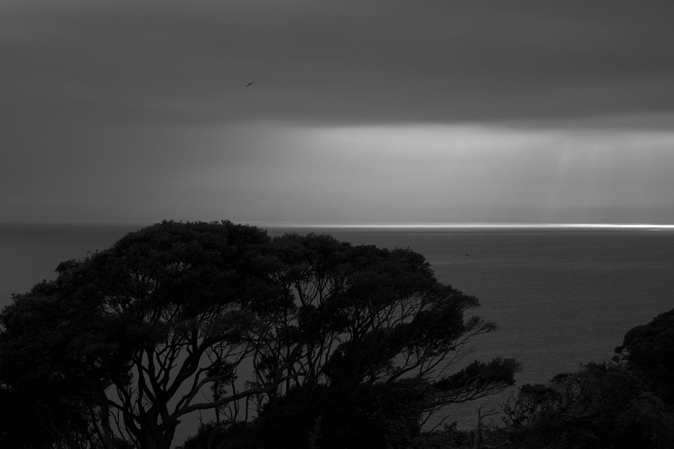 Nikon NIKKOR Z 24-70mm F2.8 S II 