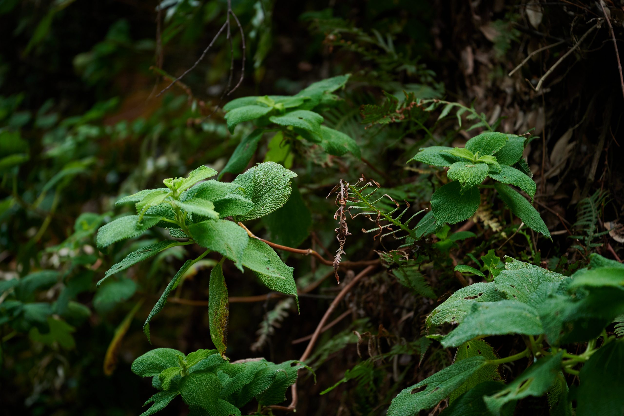 Nikon NIKKOR Z 24-70mm F2.8 S II
