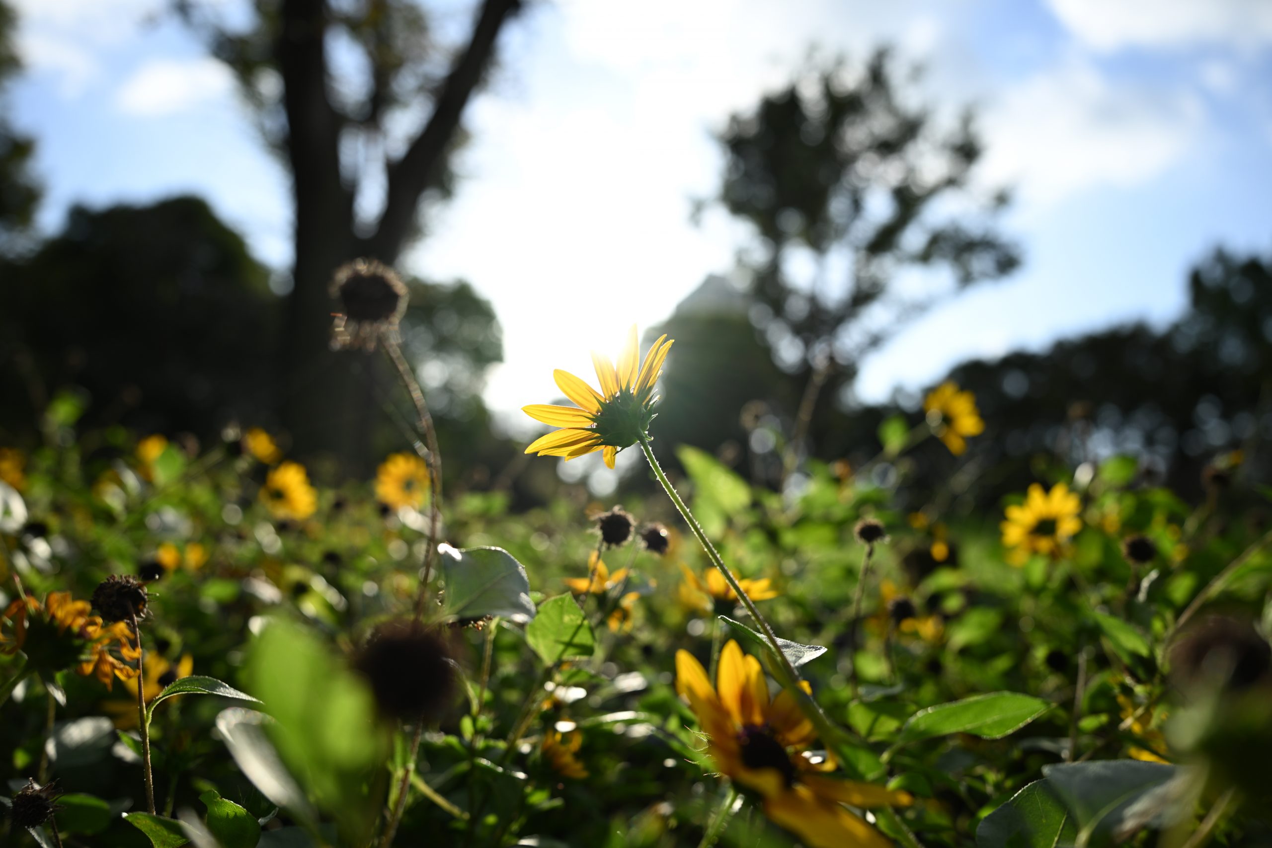 NIKKOR Z 24-70mm F2.8 S II