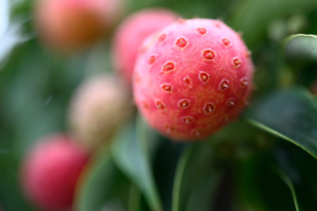 ヤマボウシの赤い実