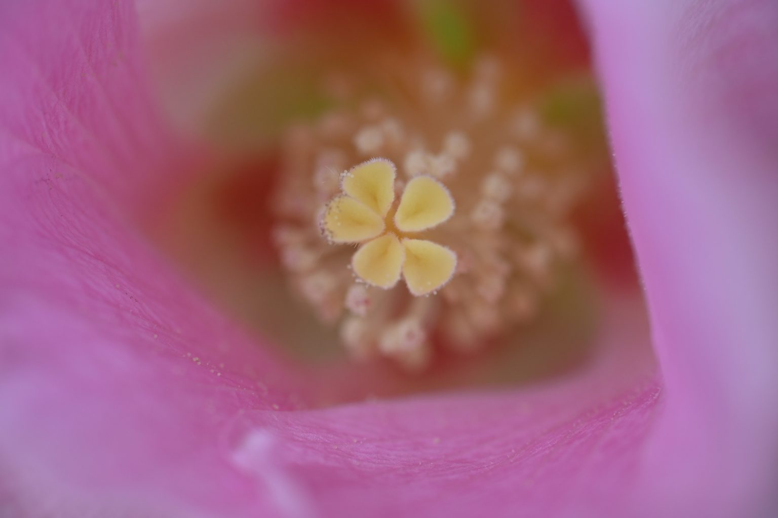 1026: DX新標準マイクロという “眼”『 Nikon NIKKOR Z DX MC 35mm F1.7 』