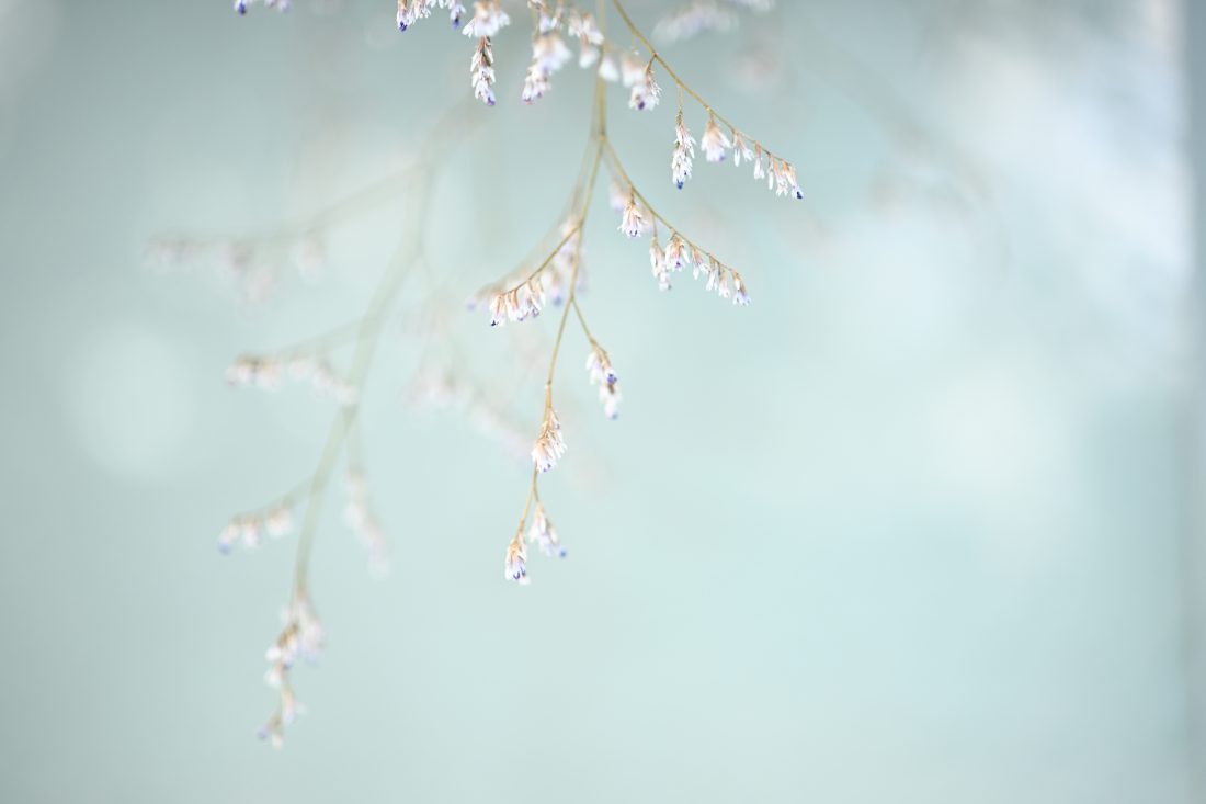 フラッシュ撮影の花