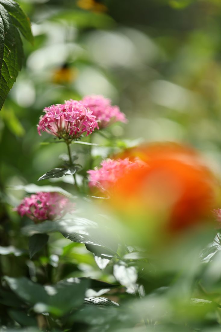 RF85mm F1.4 L VCM