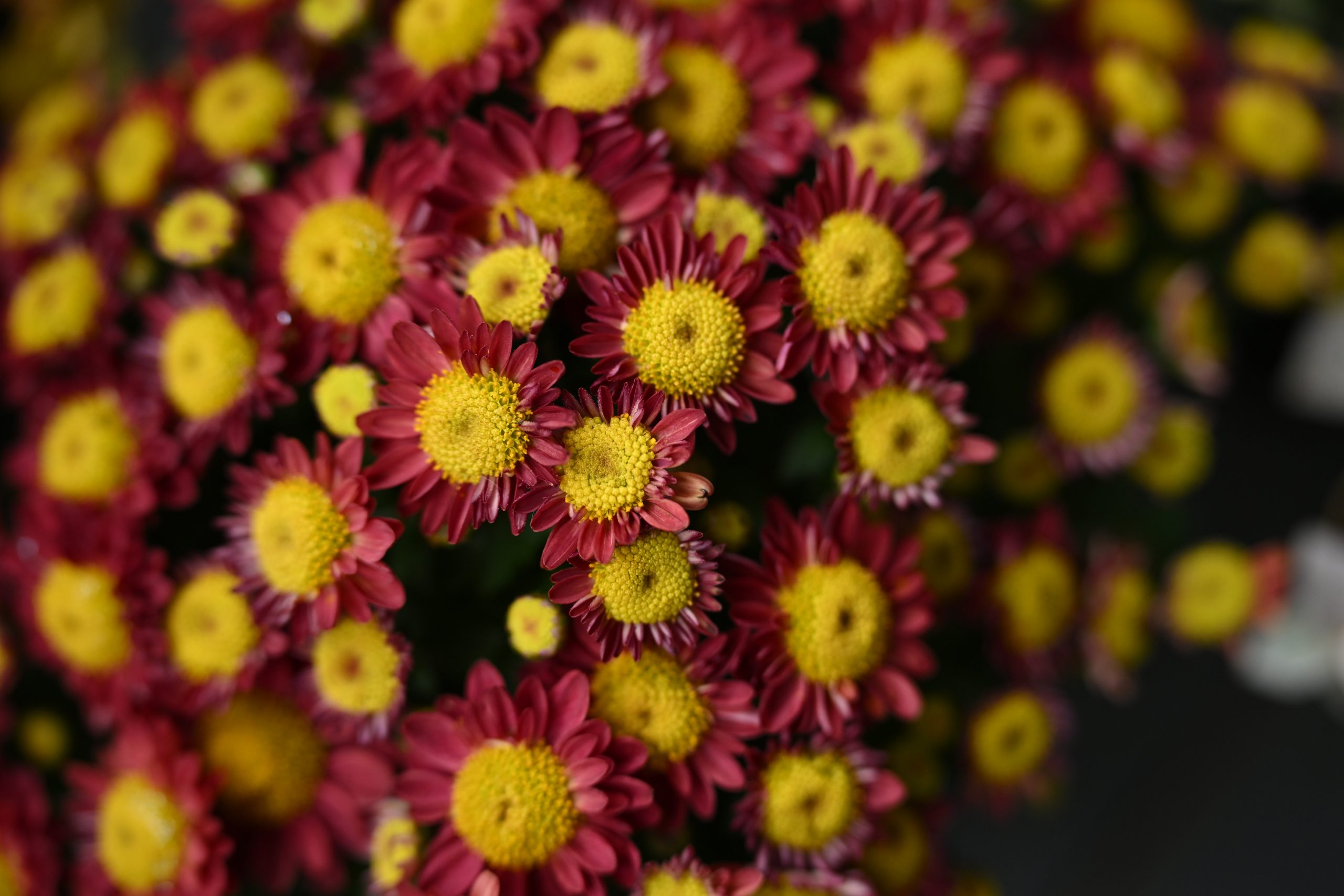 TAMRON 70-180mm F2.8 Di III VC VXD G2