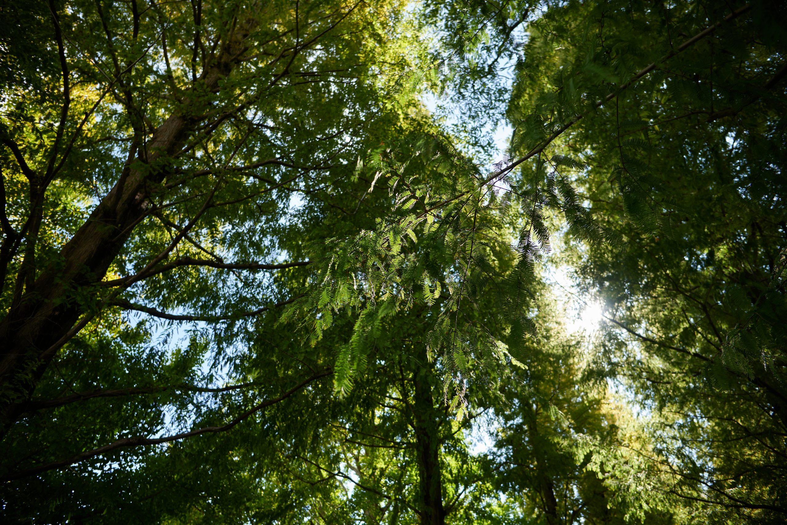 NIKKOR Z DX 16-50mm F2.8 VR