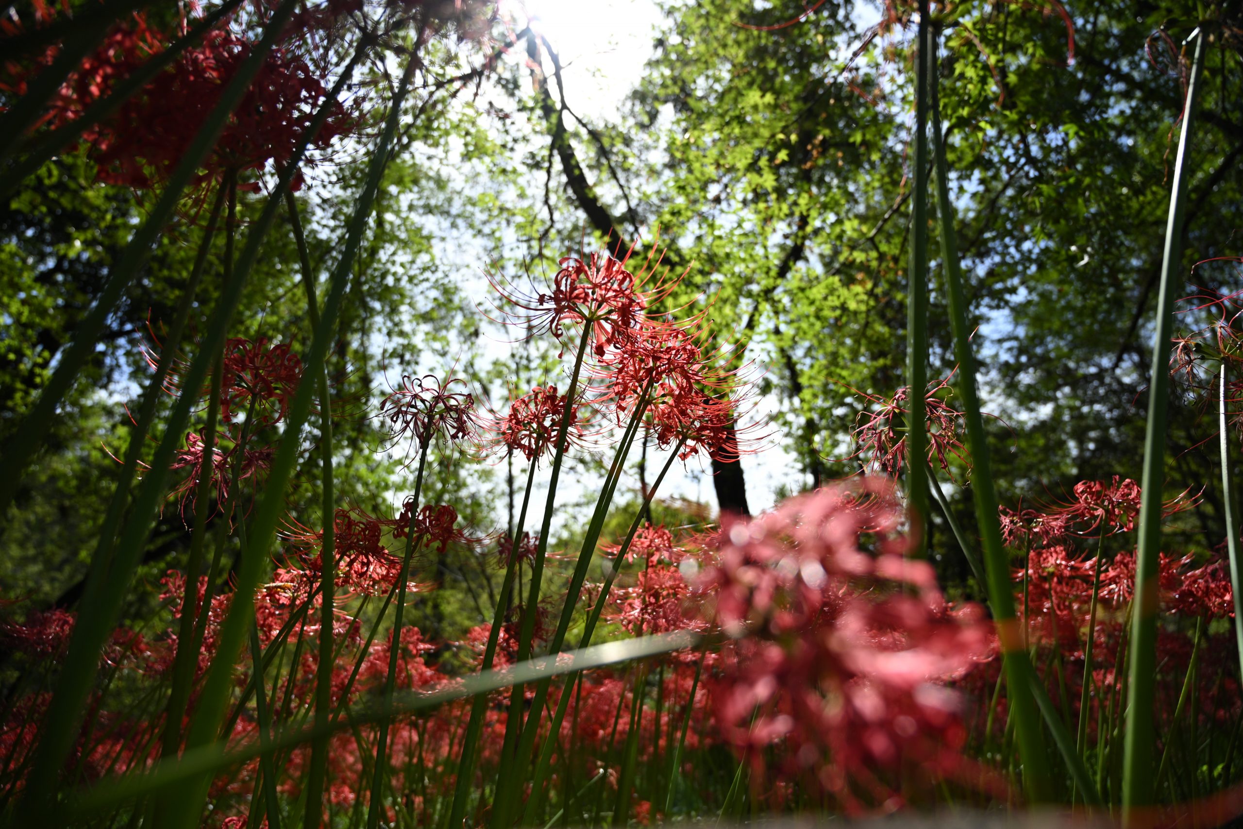 Nikon ZR + NIKKOR Z 24-70mm F4 S