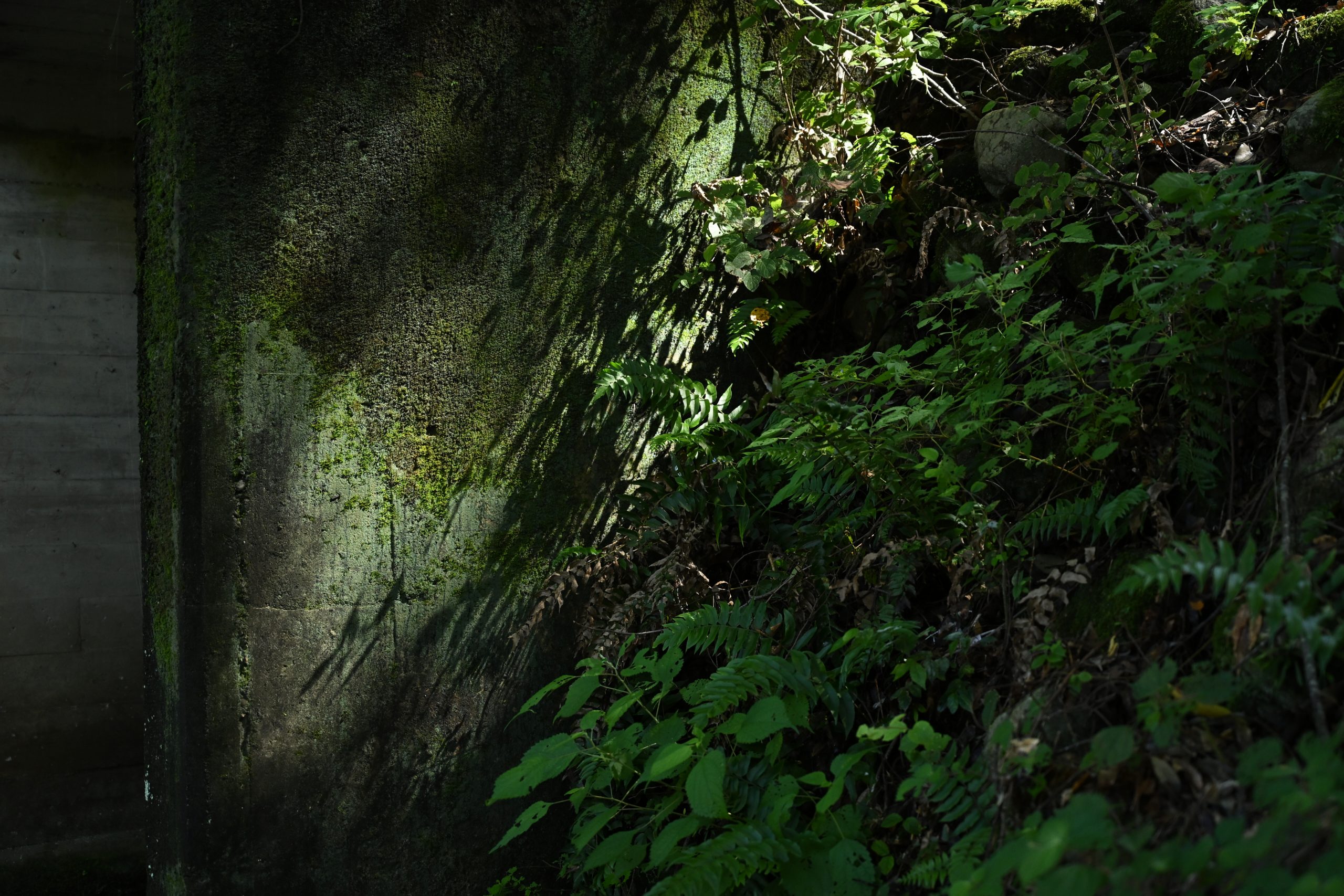 Nikon ZR + NIKKOR Z 24-70mm F4 S