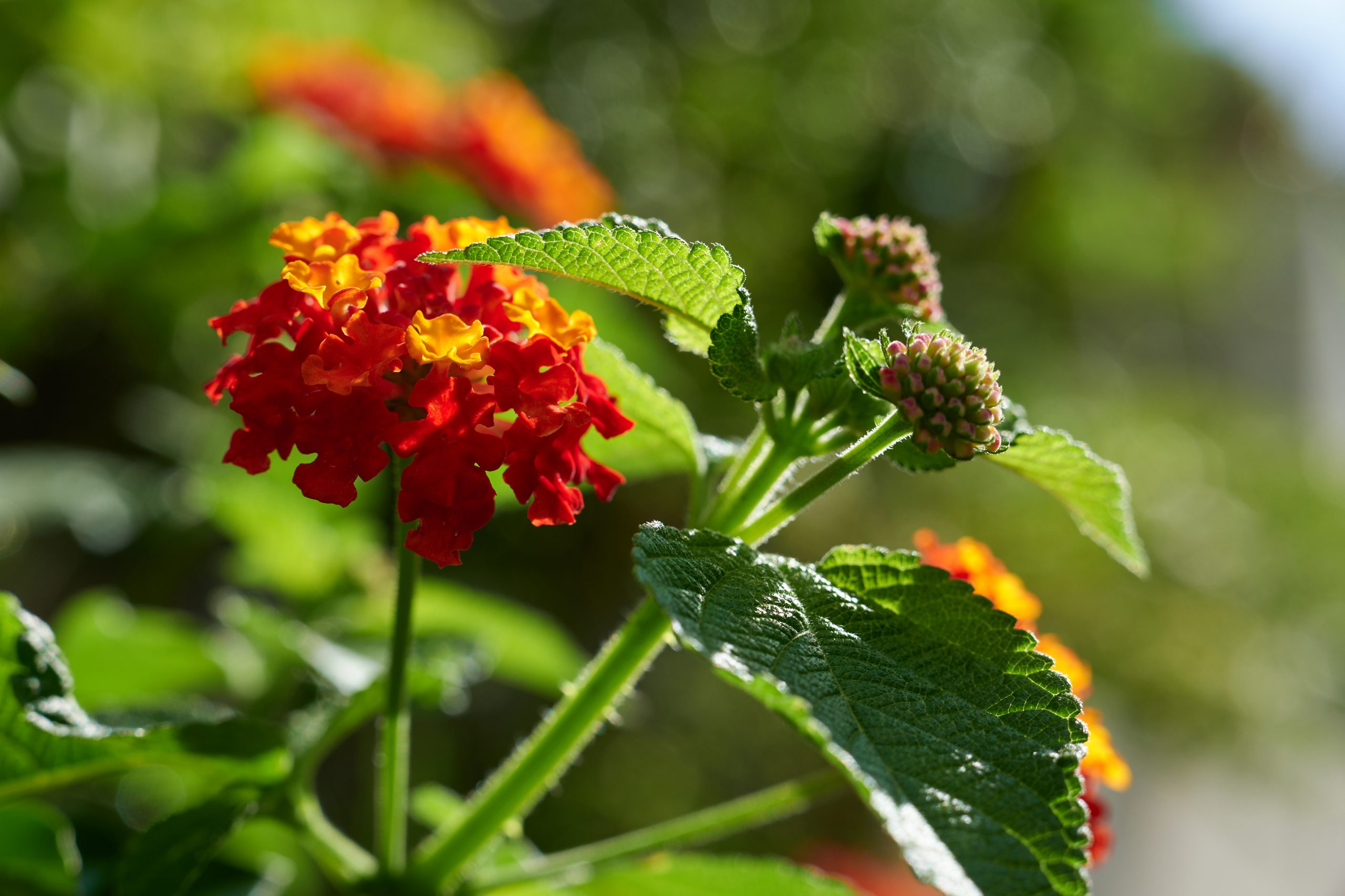 NIKKOR Z DX 16-50mm F2.8 VR