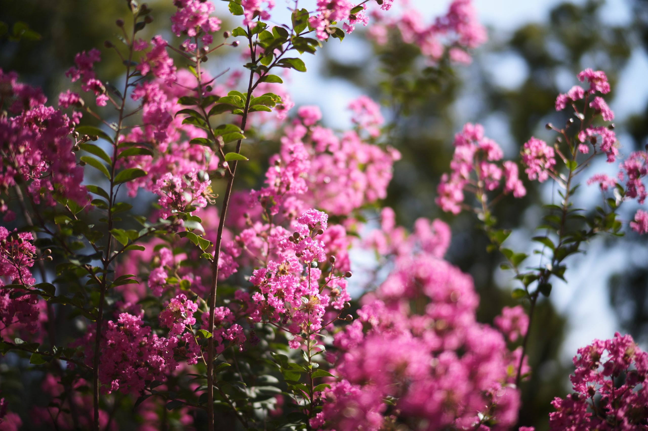 Voigtlander NOKTON 50mm F1.2 Aspherical II VM