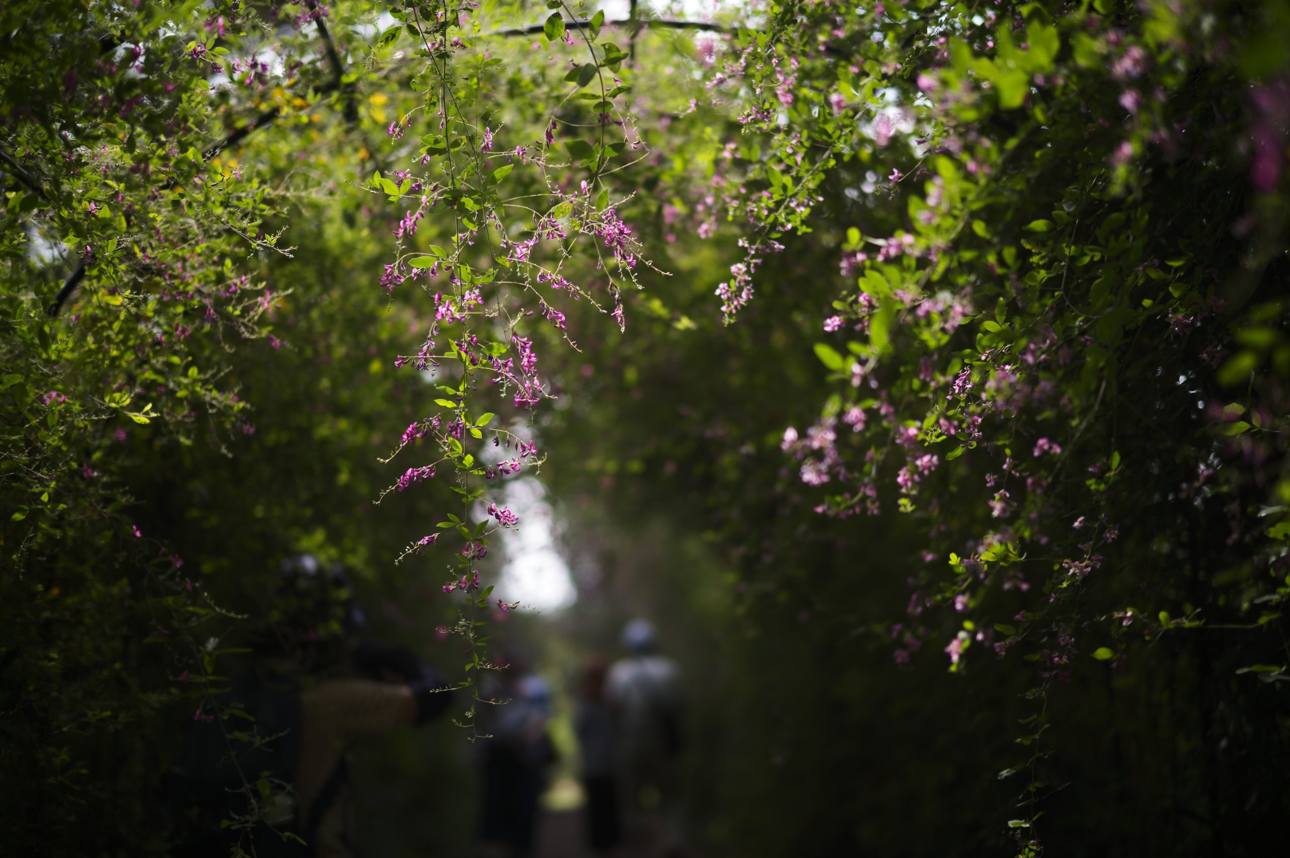Voigtlander NOKTON 50mm F1.2 Aspherical II VM