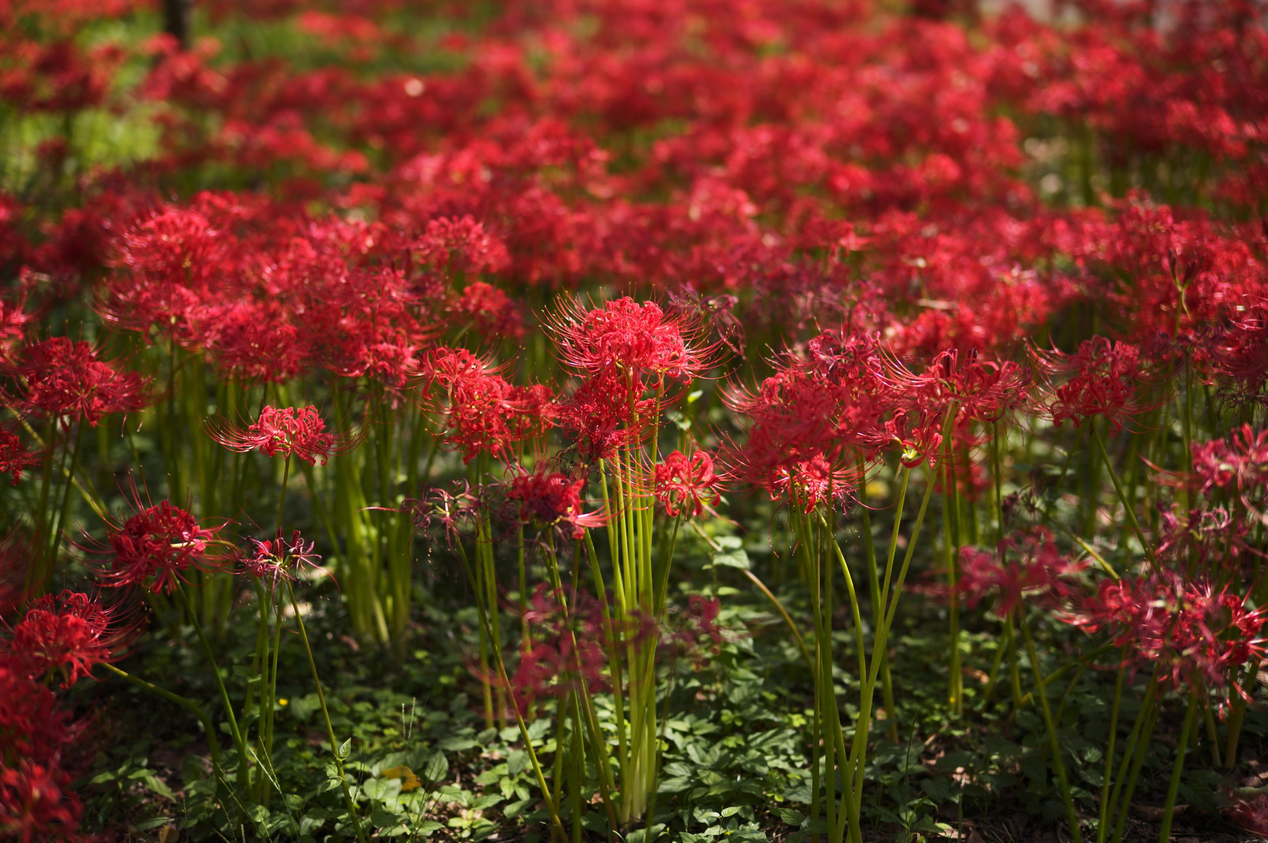 Voigtlander NOKTON 50mm F1.2 Aspherical II VM