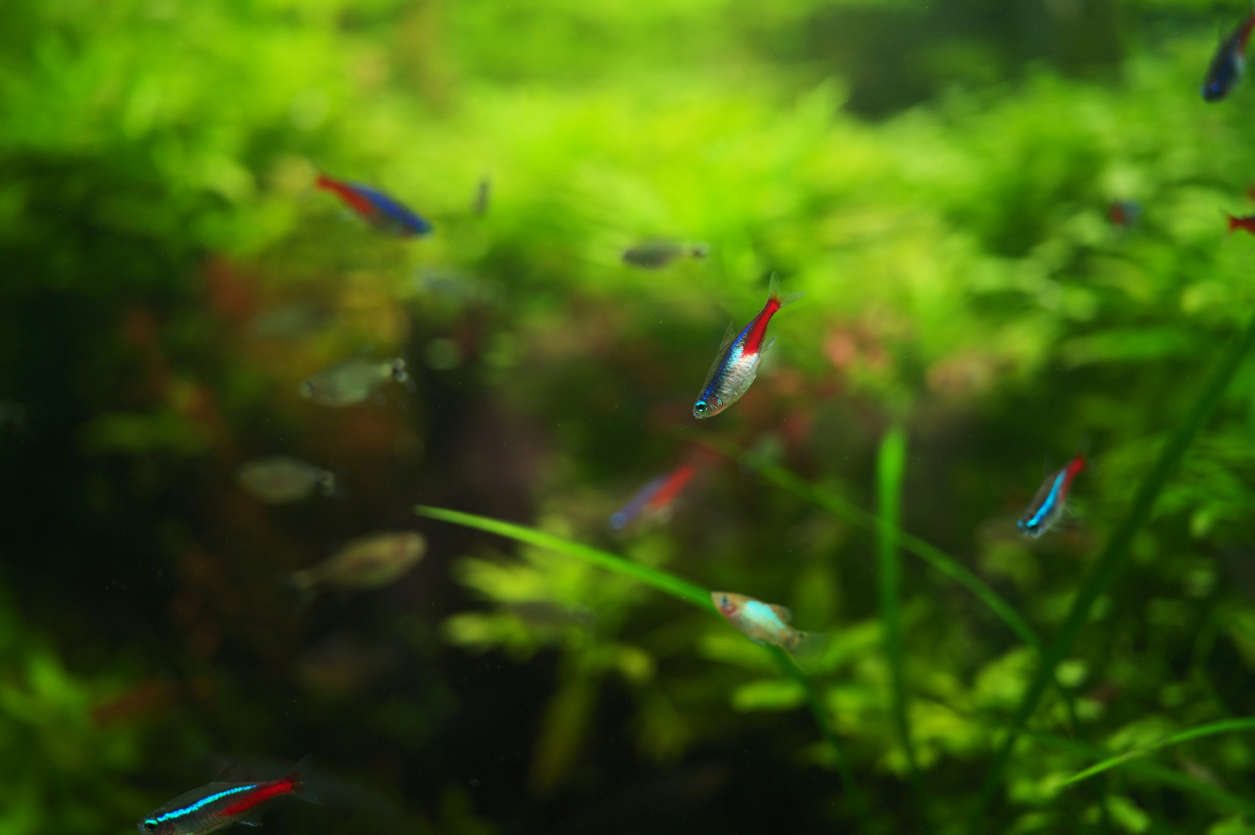 APO SUMMICRON M 35mm F2.0 ASPH.