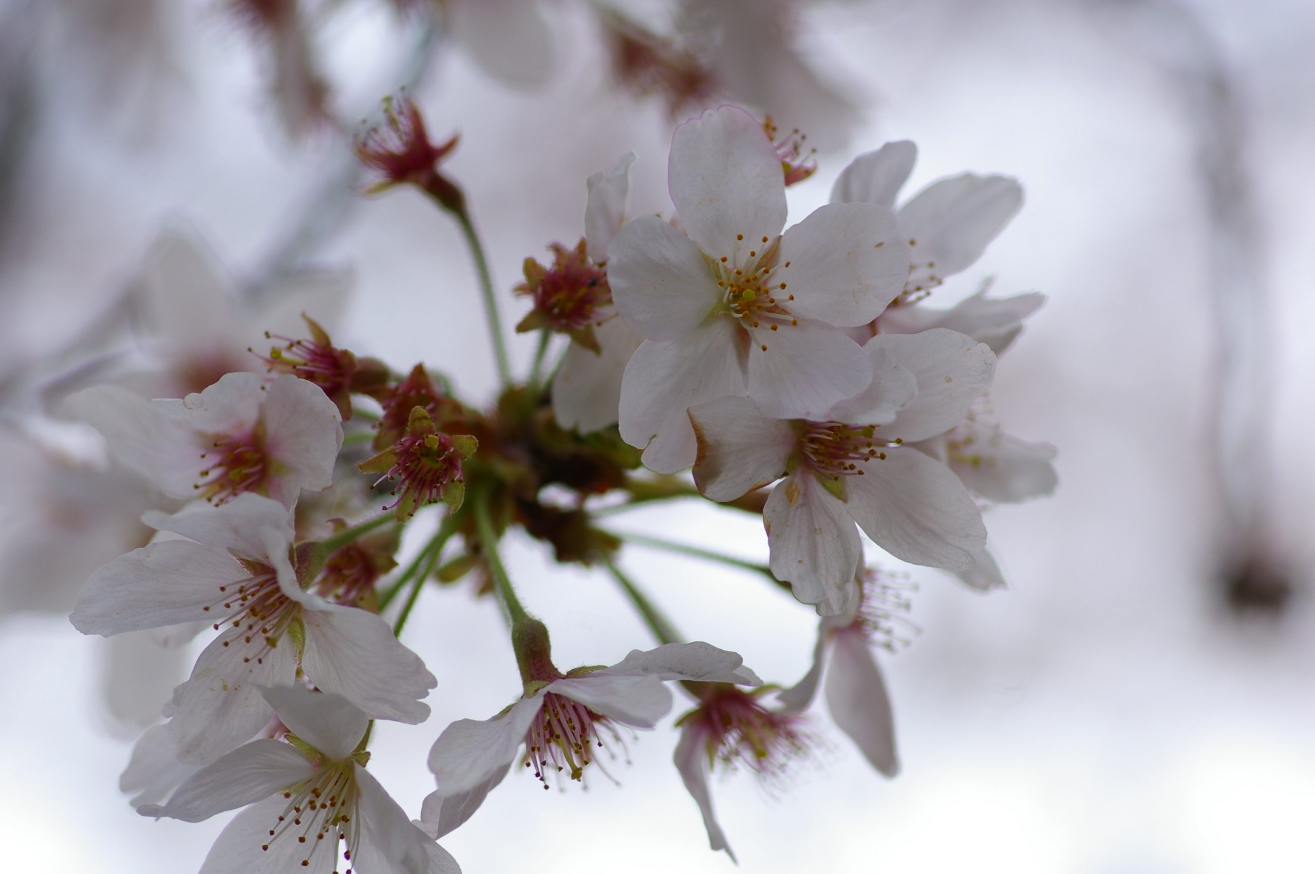 smc PENTAX-D FA マクロ 100mm F2.8 WR