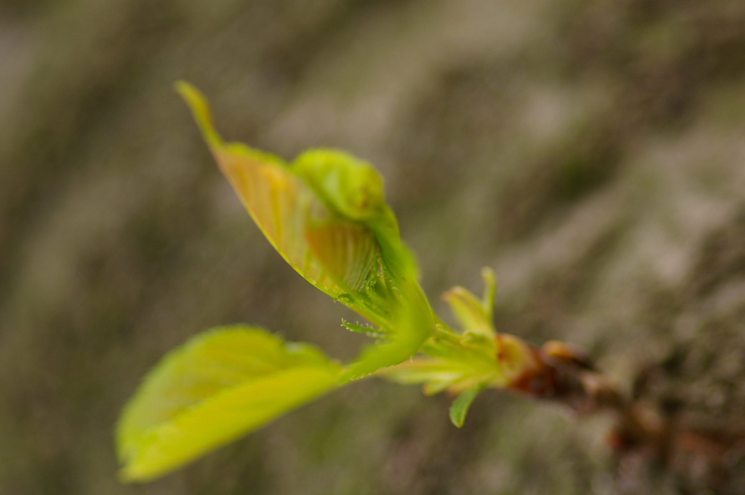 smc PENTAX-D FA マクロ 100mm F2.8 WR