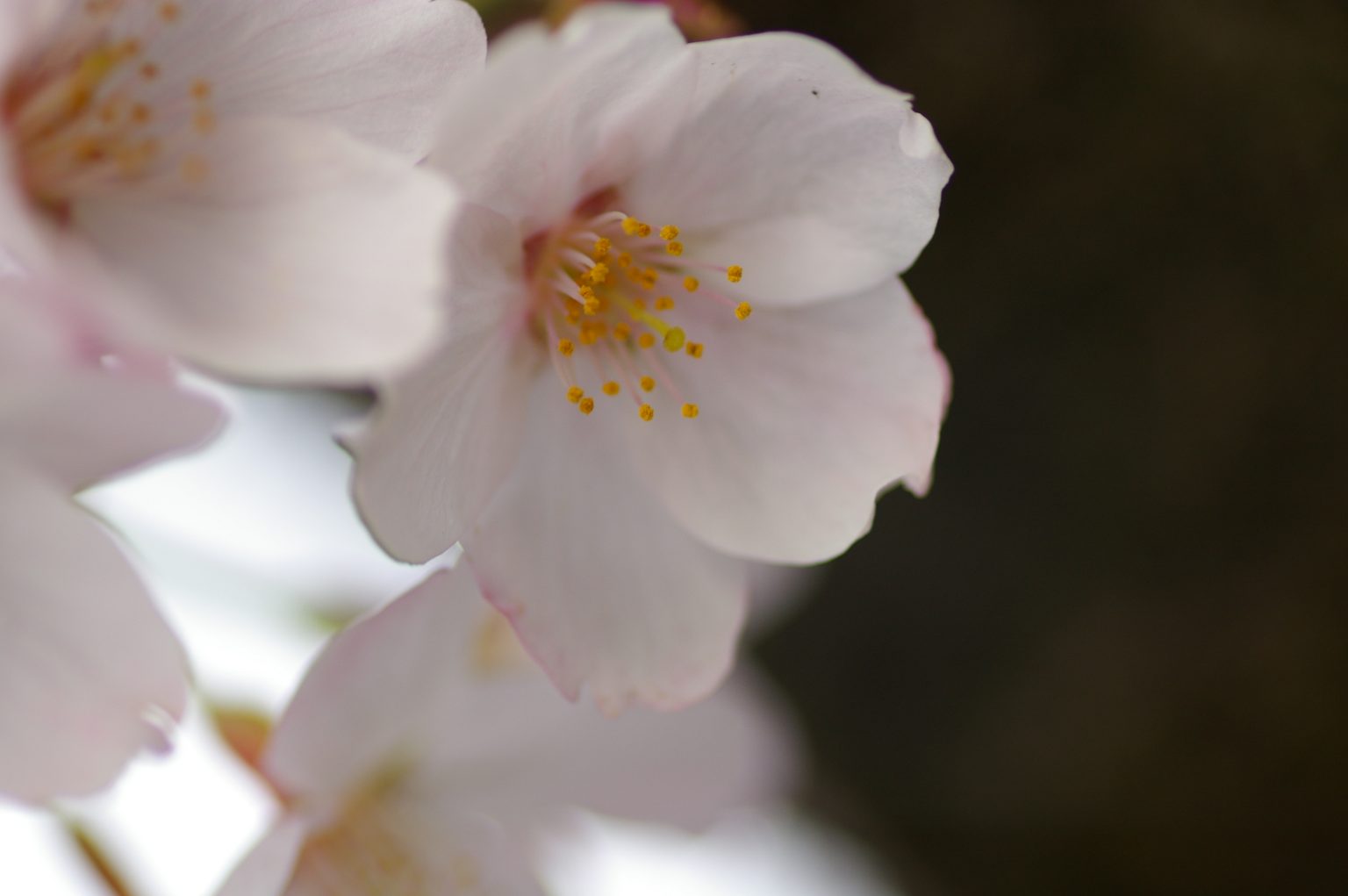 【PENTAX】写真整理でちょっとお花見