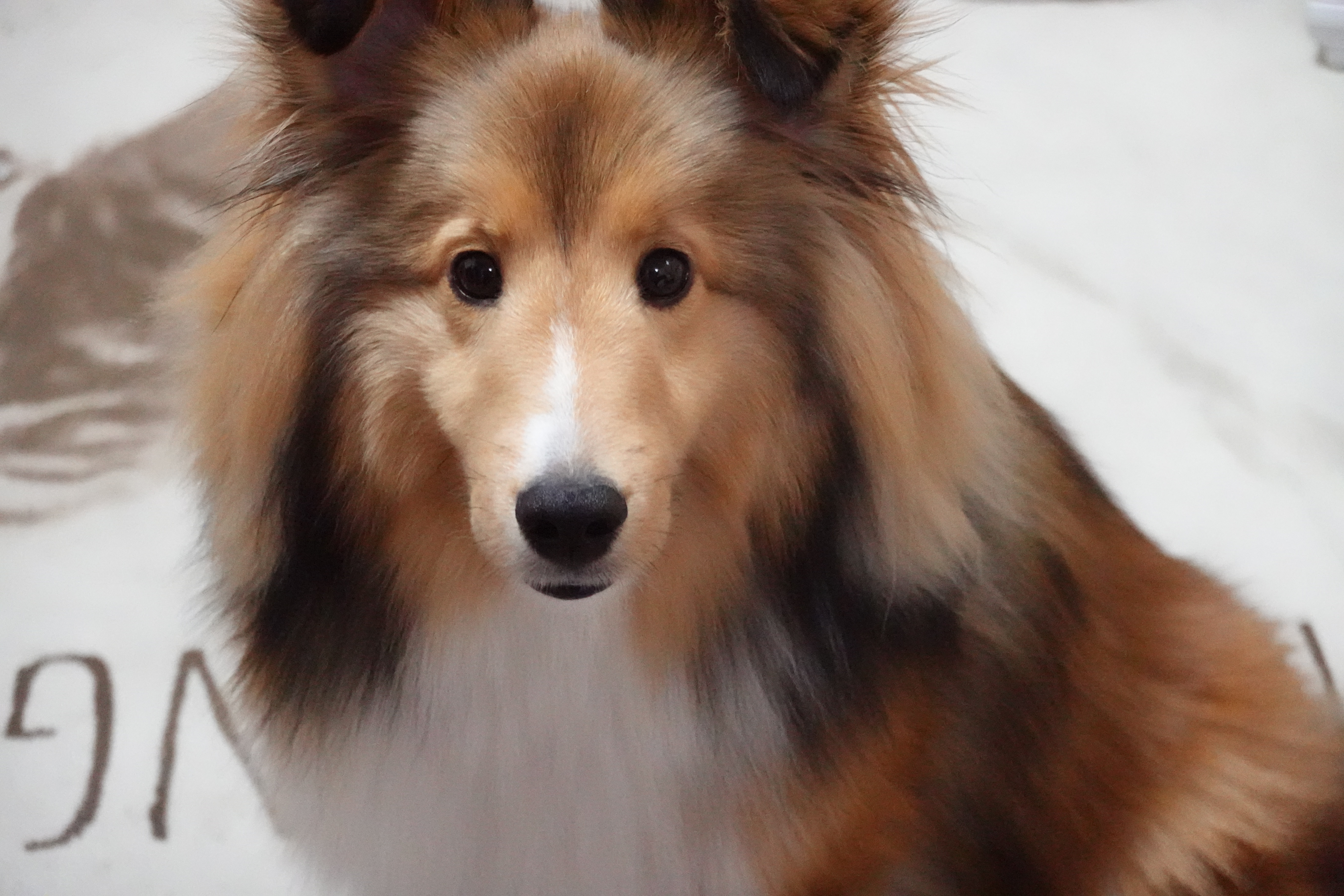 昭和/レトロ ラビットファー使用 ドッグ/犬 コリー ? 楽天市場】シェルティー コリー ぬいぐるみ 犬 イヌ いぬ リアル