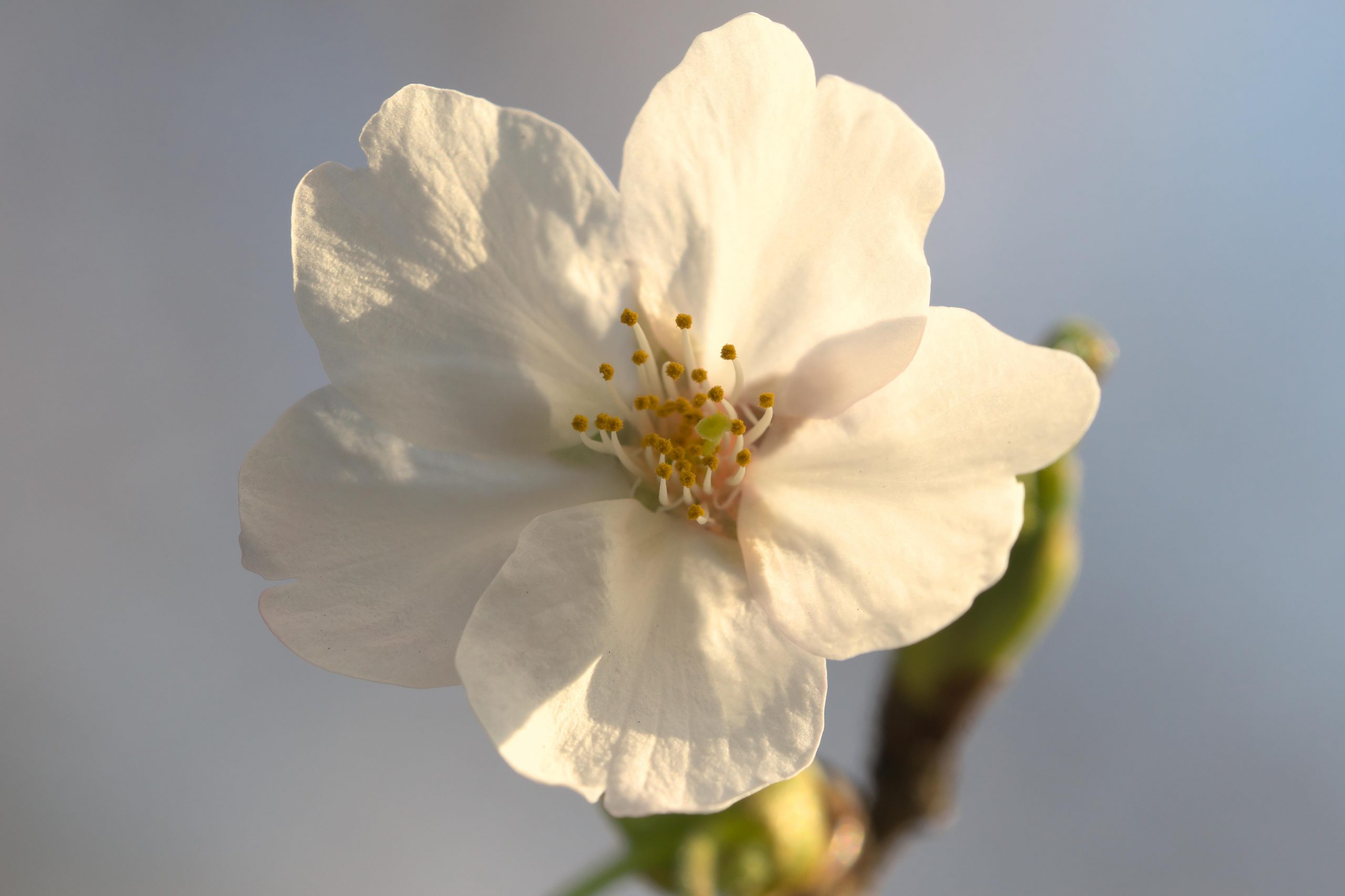 【マイストックフォト】α77II 去年撮った近所の公園の桜たち