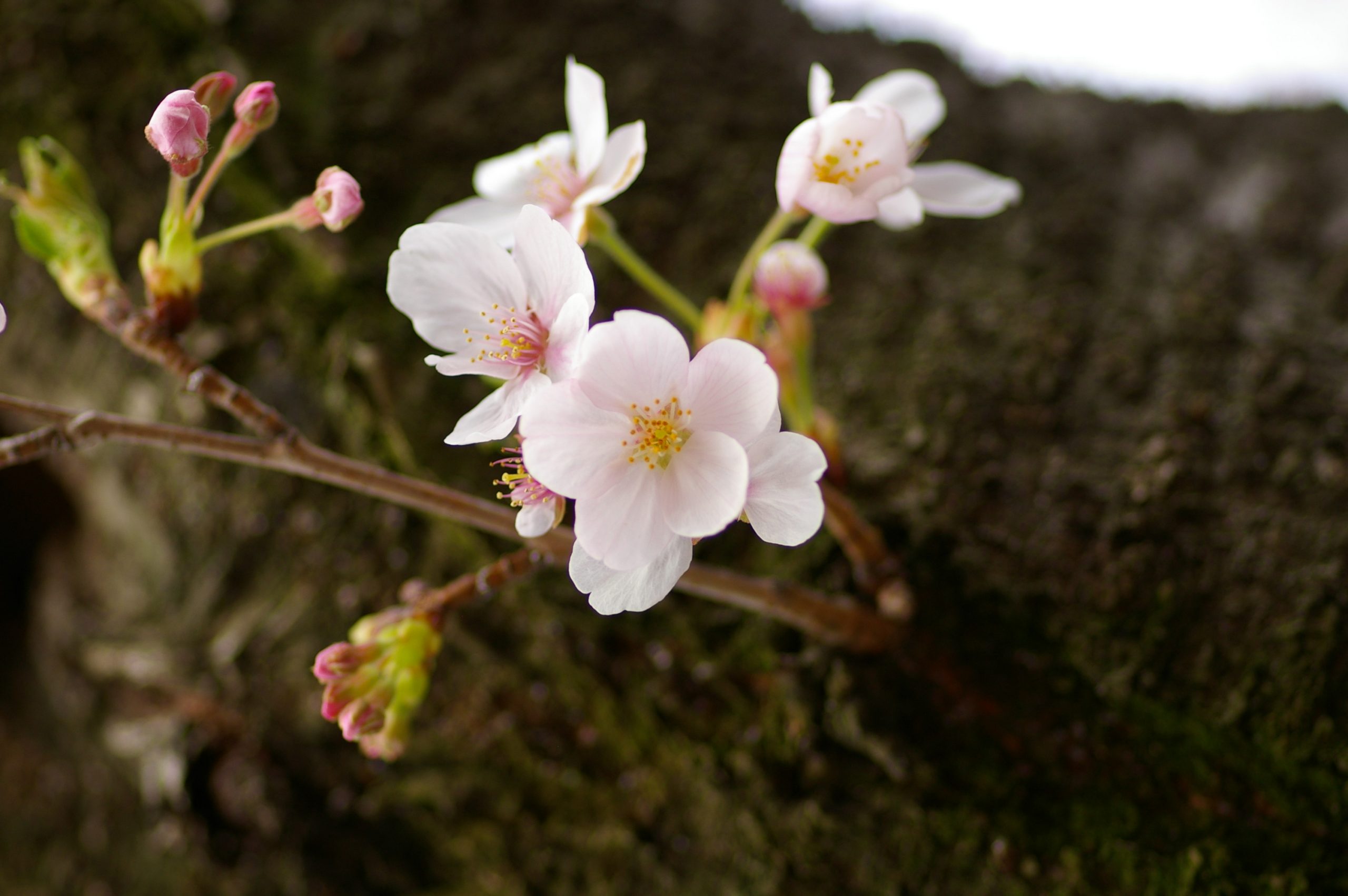 smc PENTAX-D FA マクロ 100mm F2.8 WR