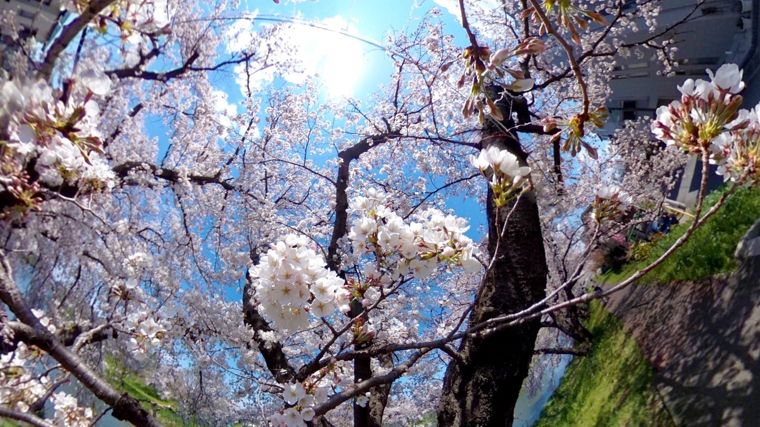 【RICOH】去年の桜を見返して