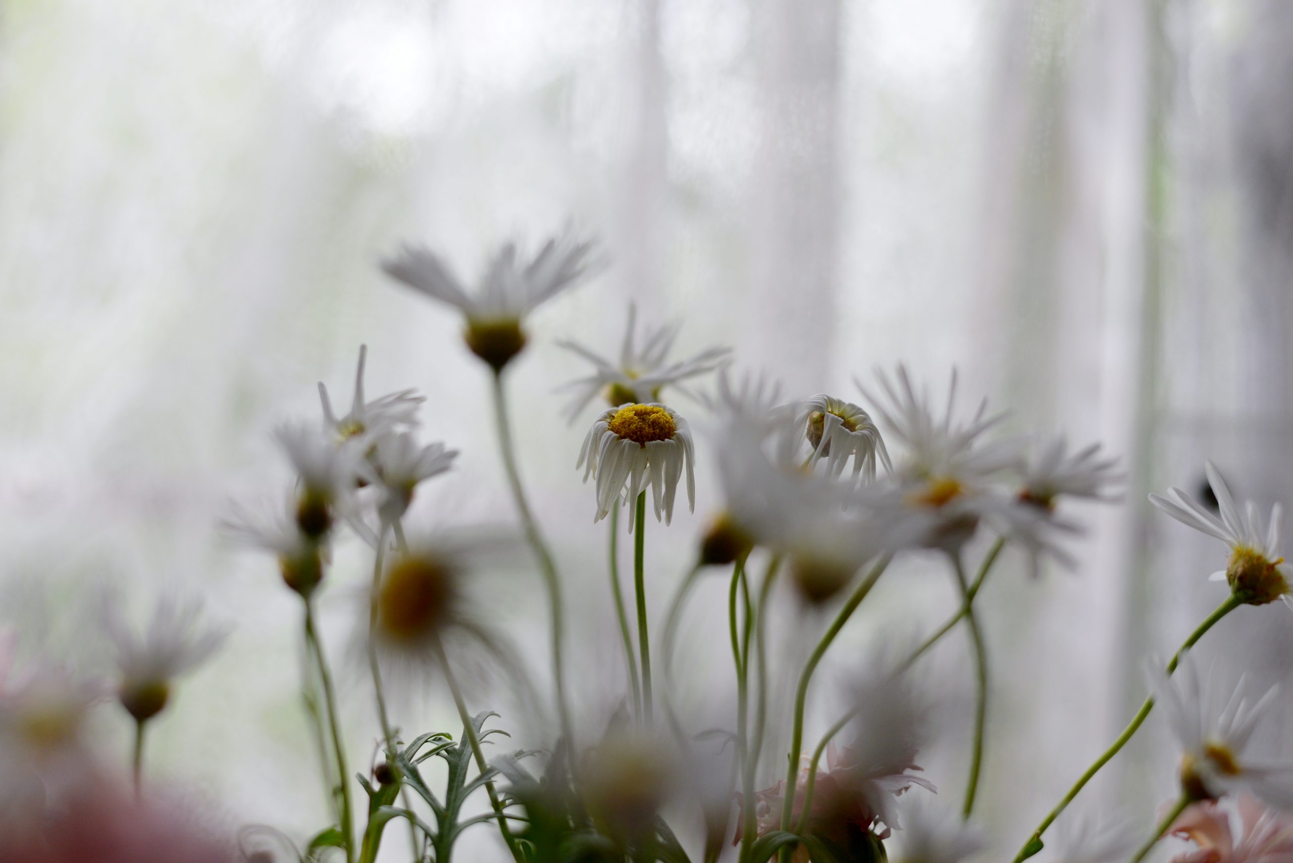 【Nikon】AF-S Micro NIKKOR 60mm F2.8 G ED