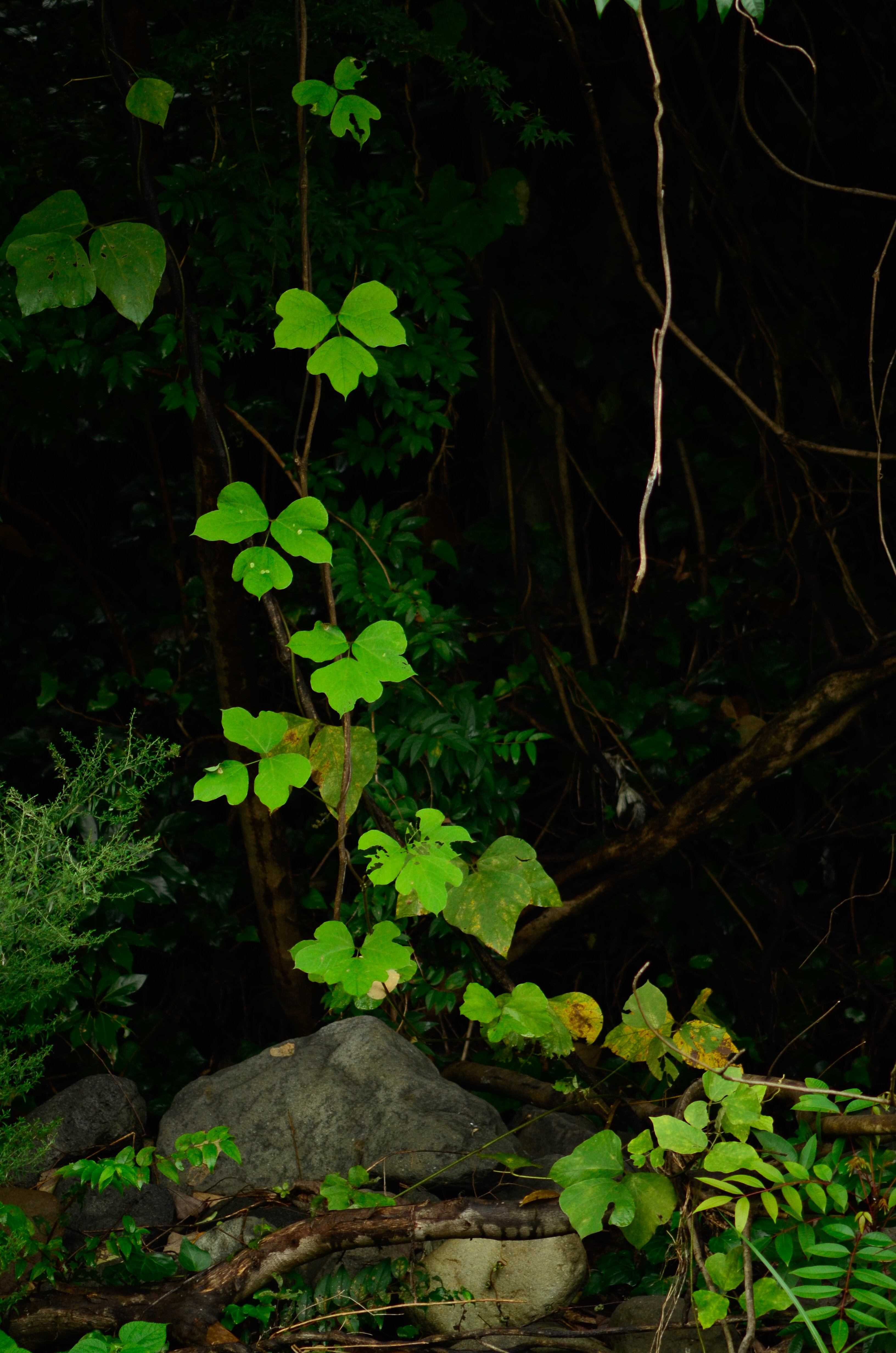 DSC6330.jpg