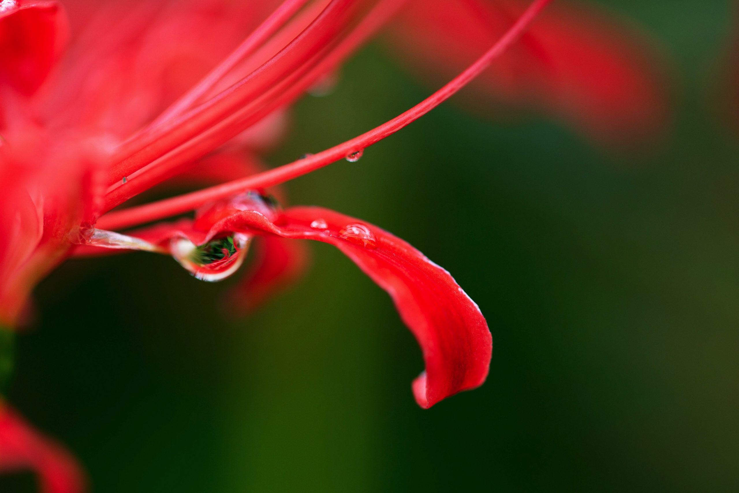 Canon 雨の日 Ef100mm F2 8lマクロ Is Usmで彼岸花をマクロ撮影 The Map Times