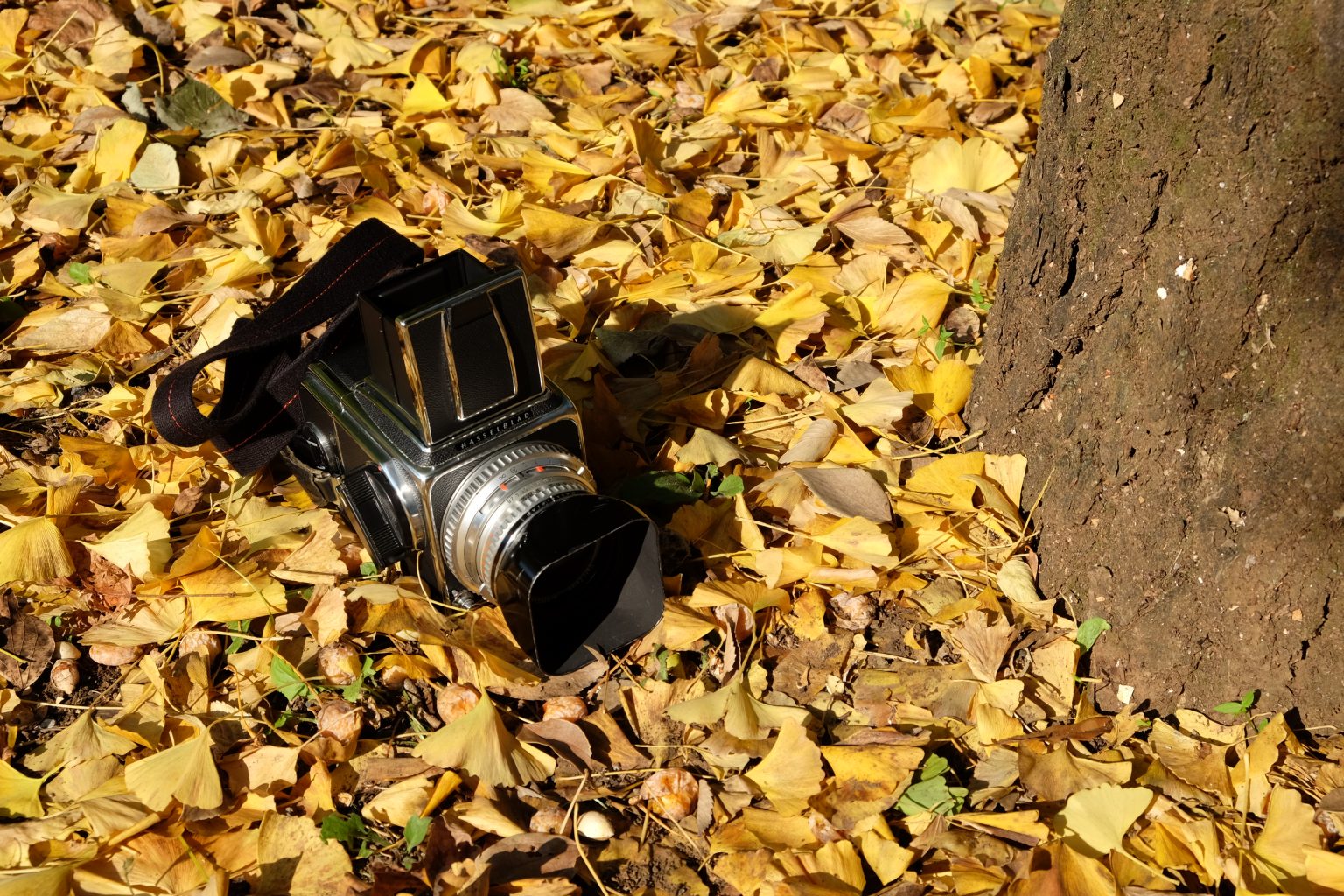 【秋、色撮りどり】フィルム散歩 ～HASSELBLADで刻む秋～