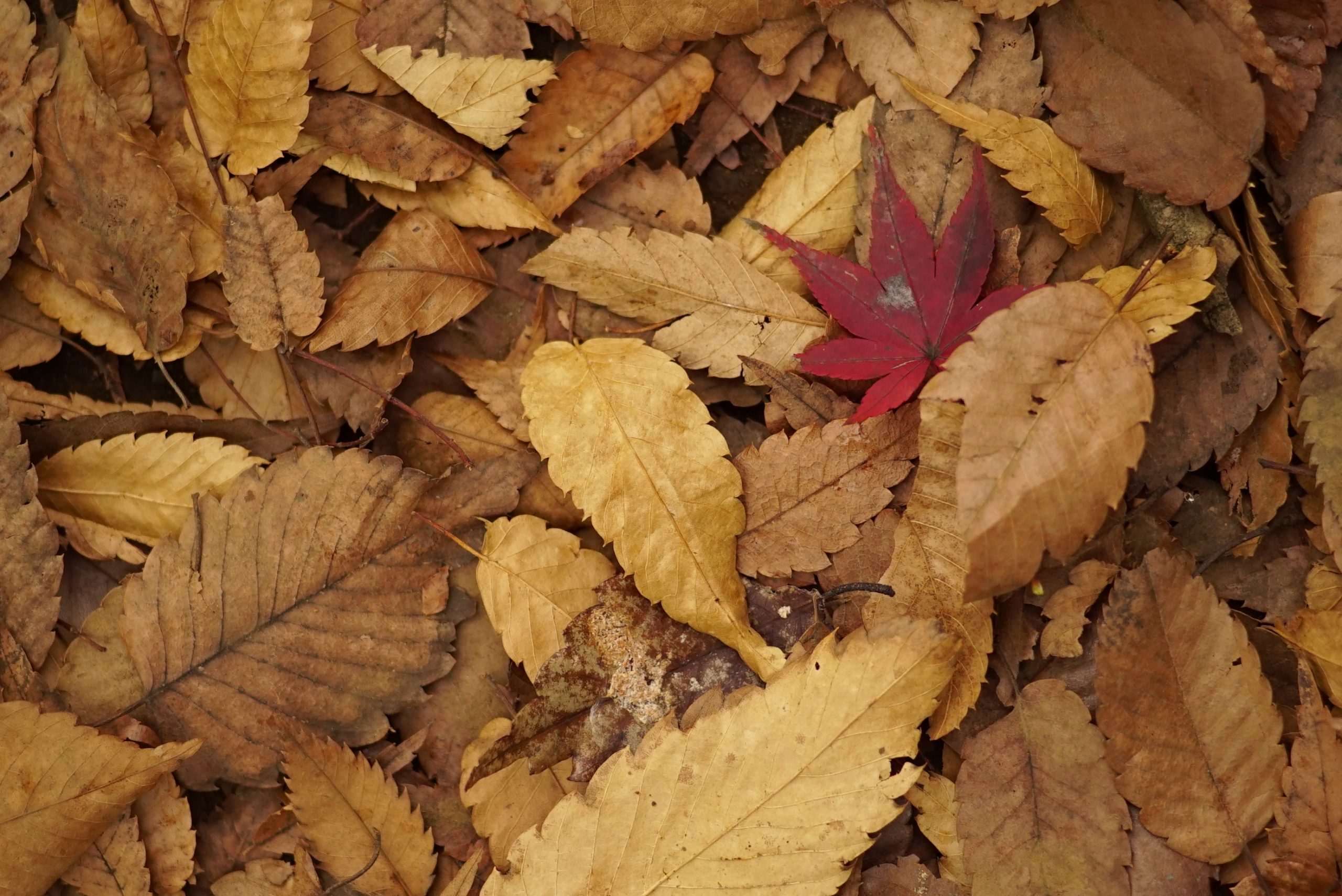 秋、色撮りどり】SonnarT*85mm F2.8 MM【CONTAX】 | THE MAP TIMES 秋、色撮りどり】SonnarT*85mm F2.8 MM【CONTAX】 | THE MAP TIMES