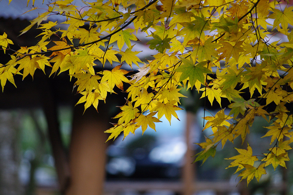 【秋、色撮りどり】PENTAX K-7と行く紅葉狩り